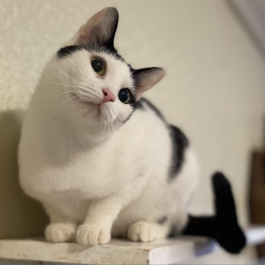 Rain, a Adoptable Domestic Short Hair in Simpsonville, SC image 1/6