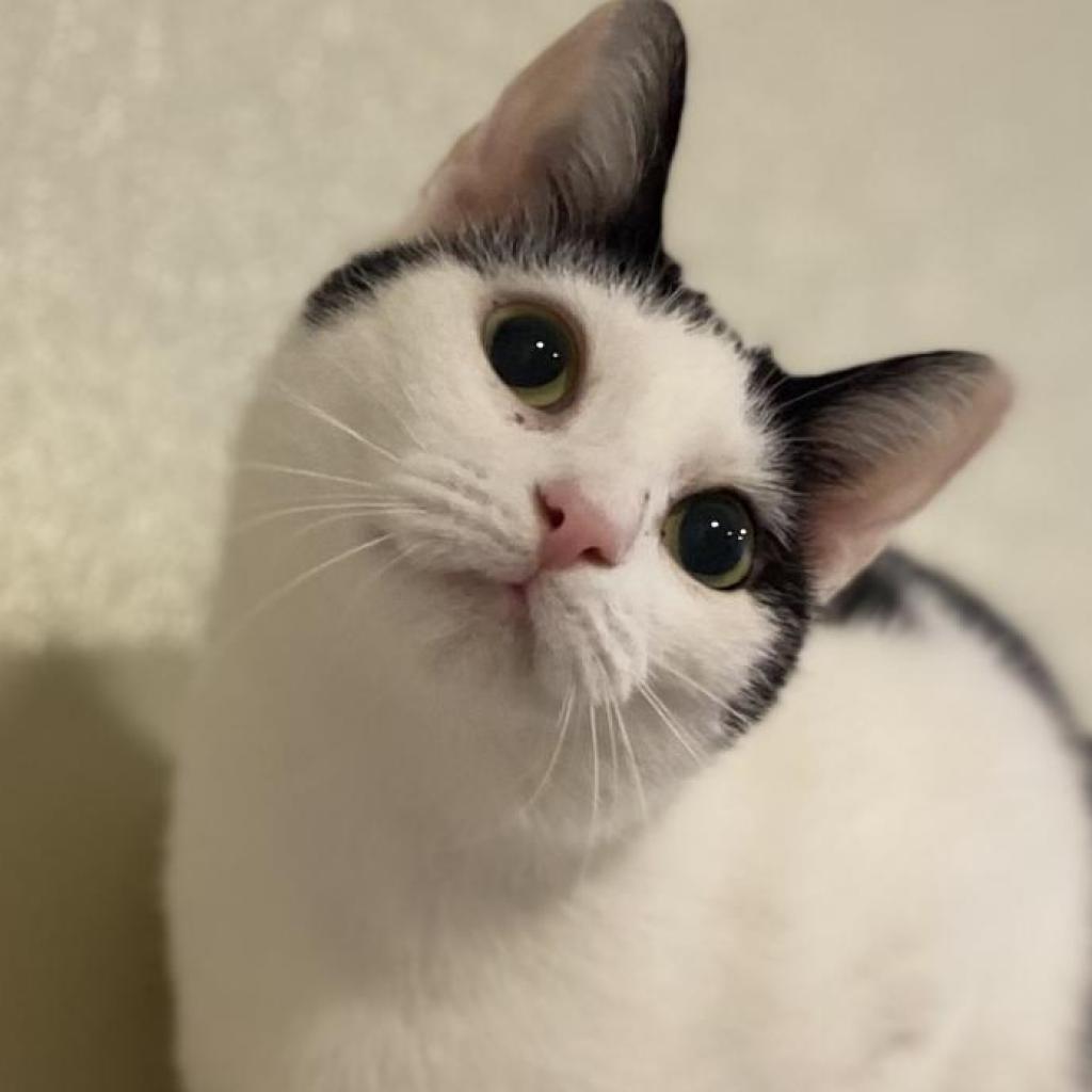 Rain, Adoptable, Adult Female Domestic Short Hair.