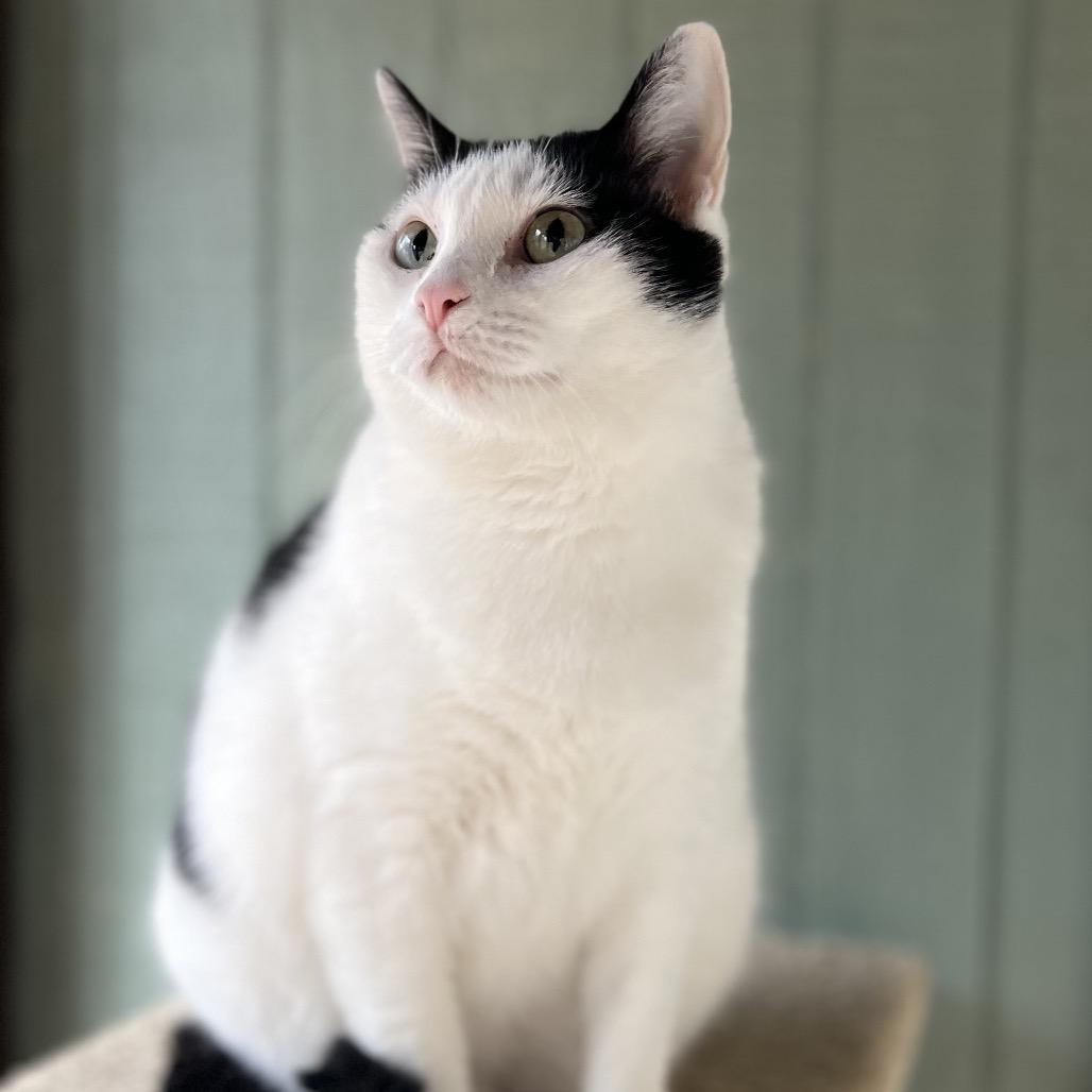 Rain, a Adoptable Domestic Short Hair in Simpsonville, SC image 2/6