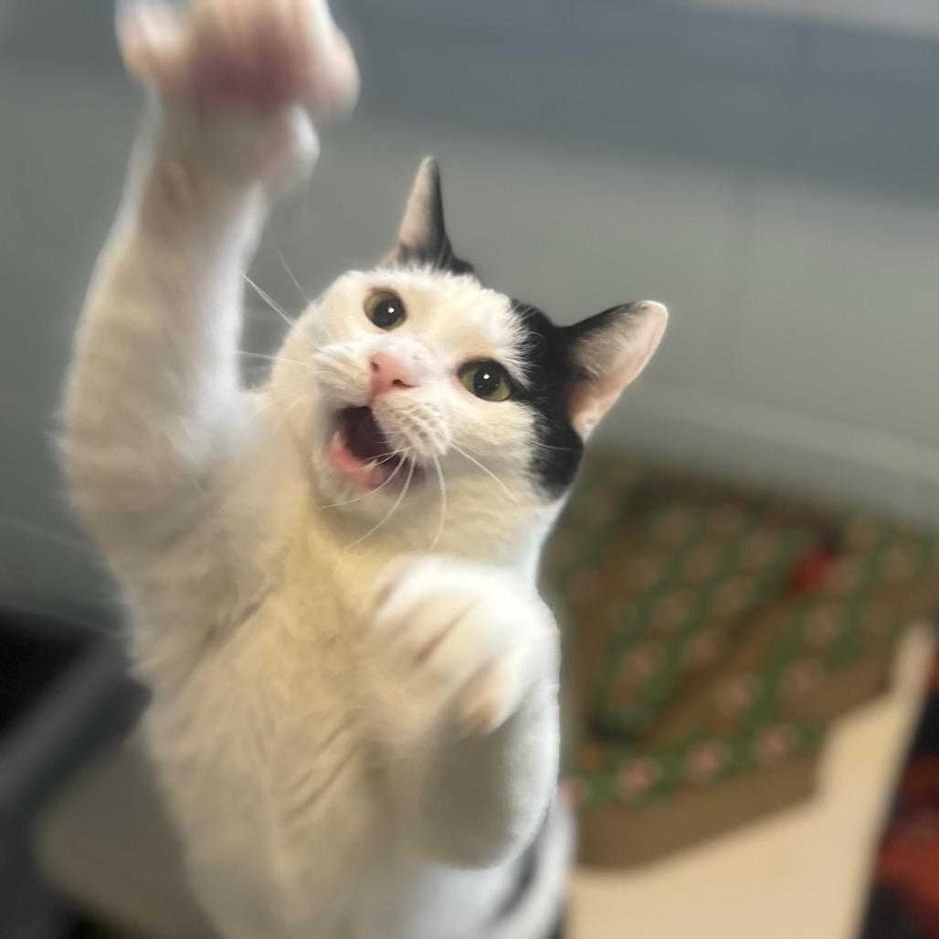 Rain, Adoptable, Adult Female Domestic Short Hair.