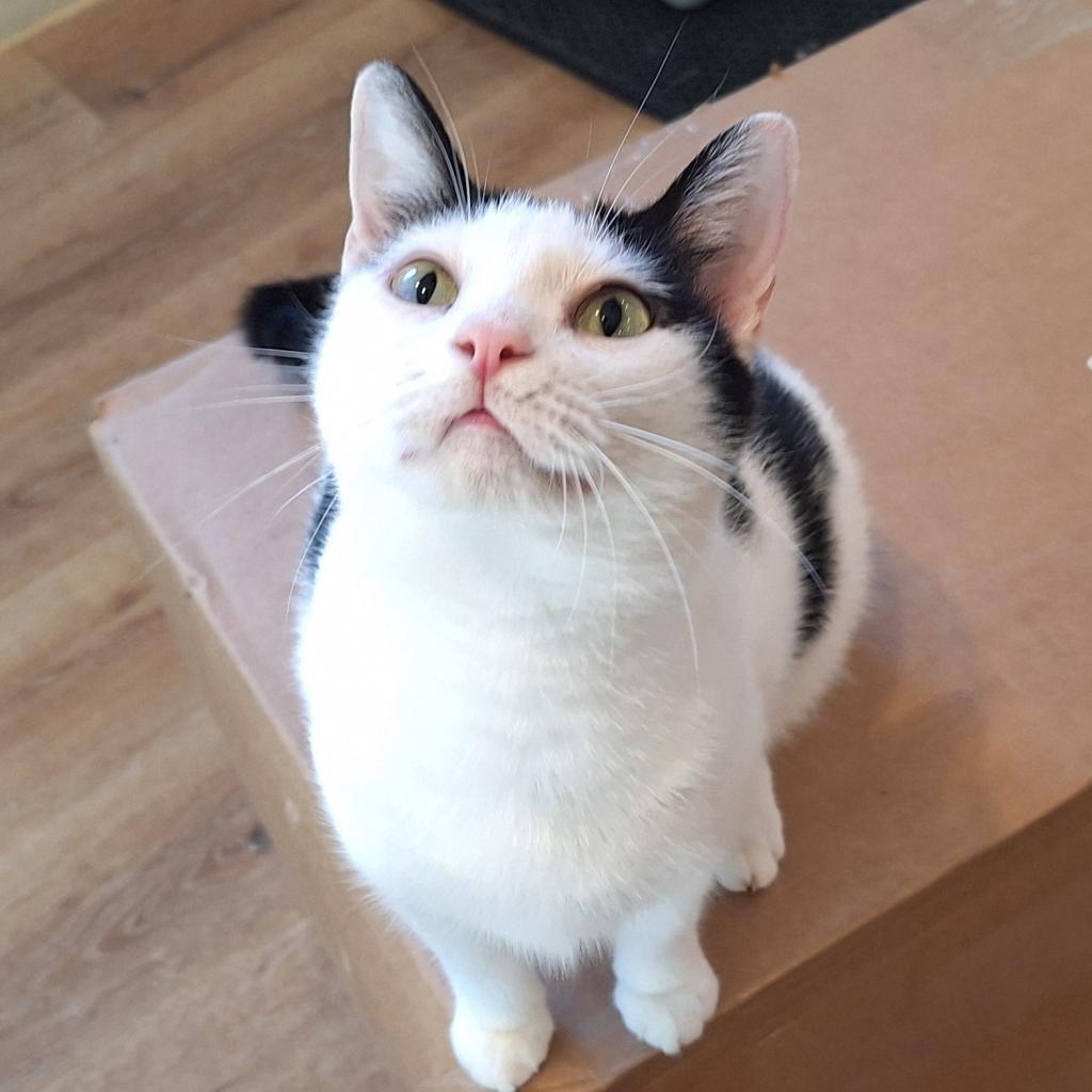 Enlarge Rain, a Adoptable Domestic Short Hair in Simpsonville, SC image 1/6