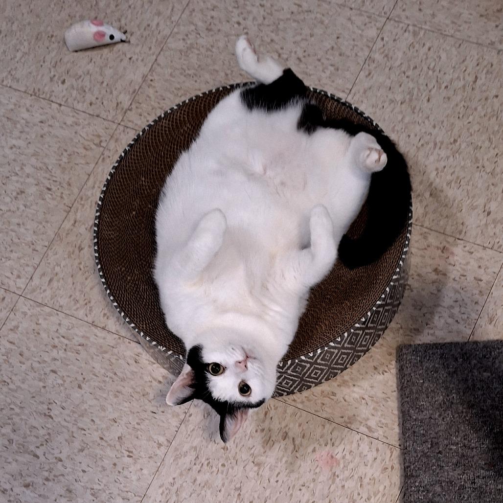 Rain, a Adoptable Domestic Short Hair in Simpsonville, SC image 3/6