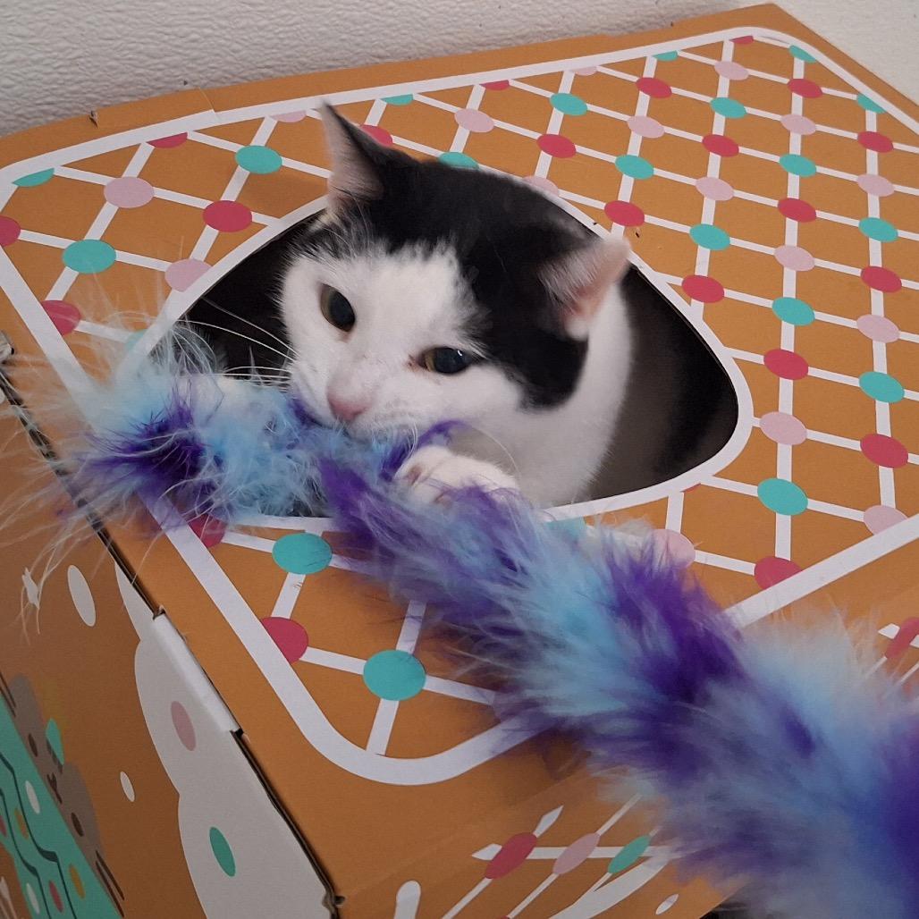 Enlarge Rain, a Adoptable Domestic Short Hair in Simpsonville, SC image 4/6