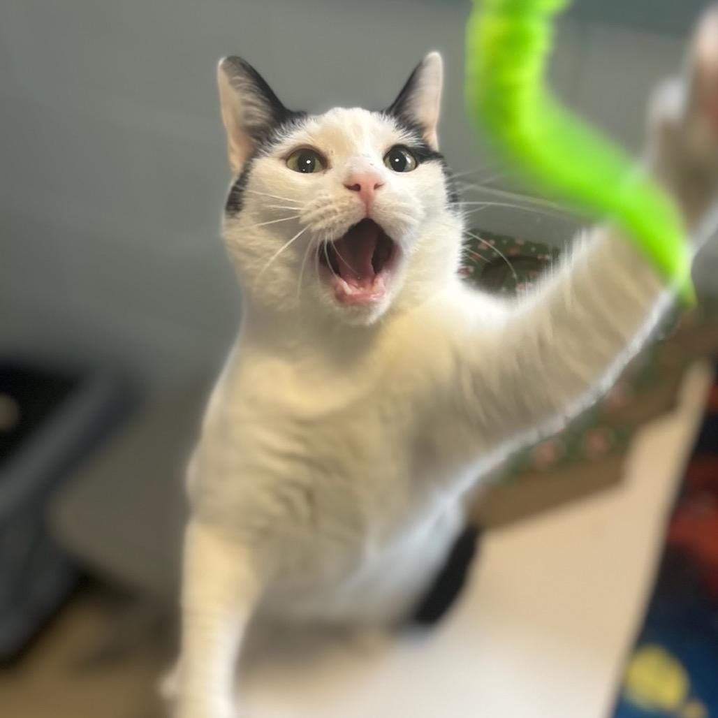 Rain, a Adoptable Domestic Short Hair in Simpsonville, SC image 4/6