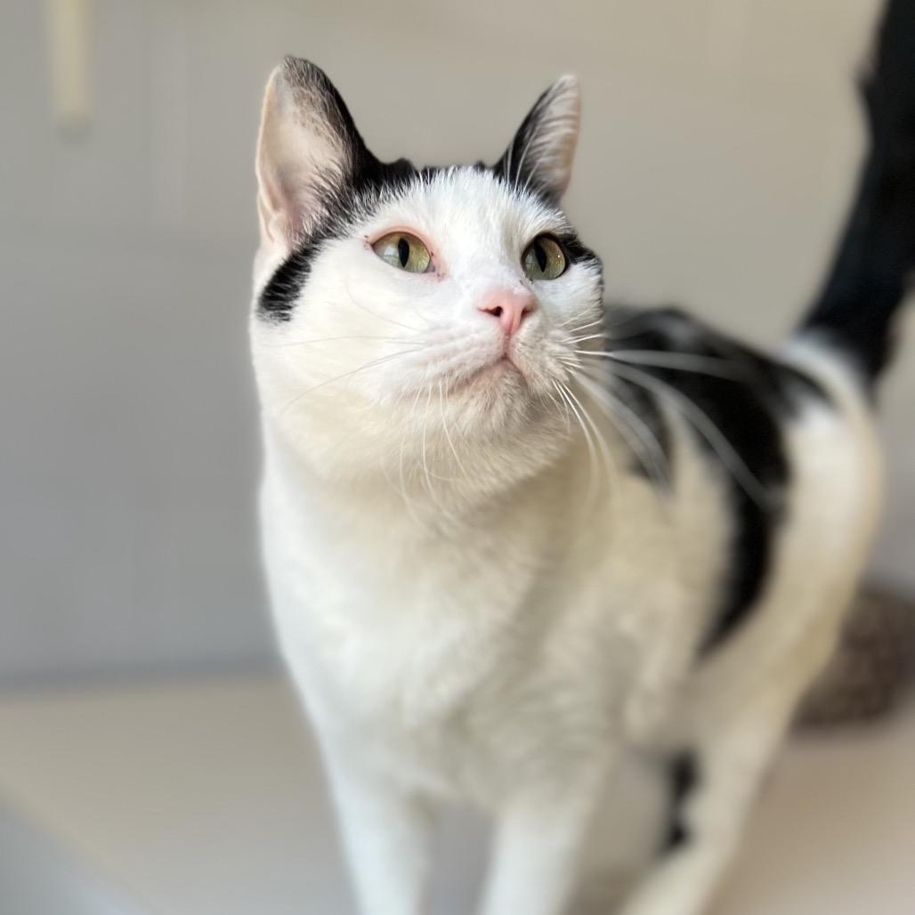 Rain, a Adoptable Domestic Short Hair in Simpsonville, SC image 3/4