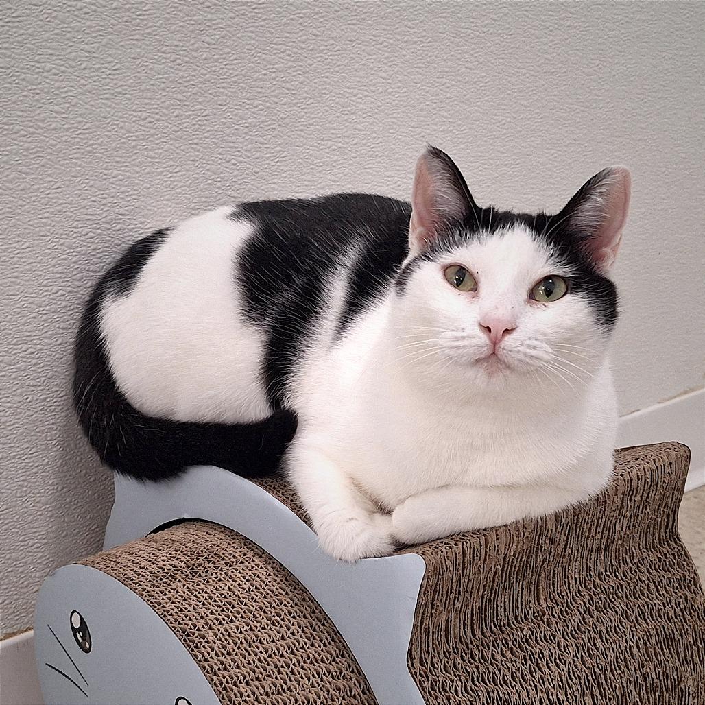 Rain, a Adoptable Domestic Short Hair in Simpsonville, SC image 5/6