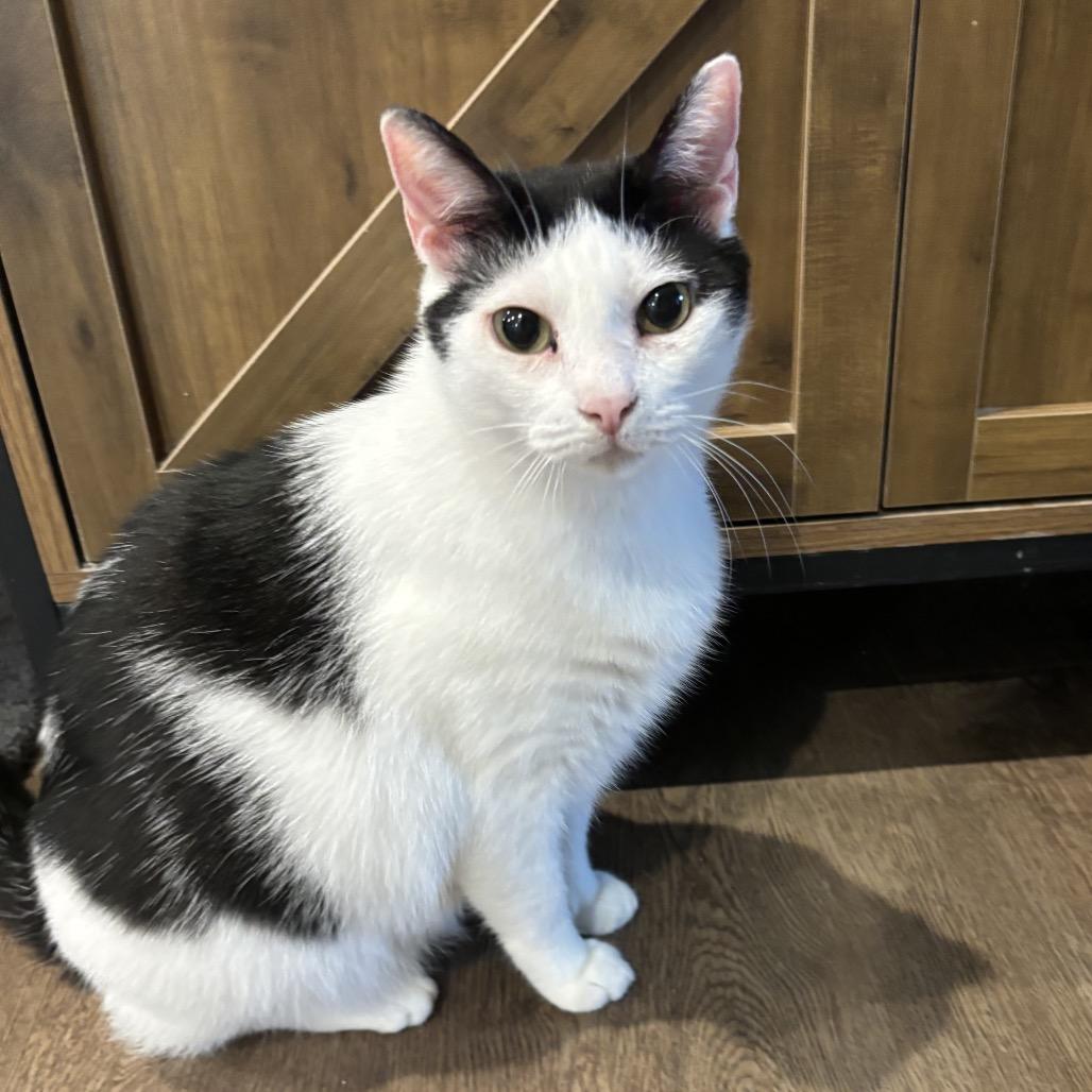 Enlarge Rain, a Adoptable Domestic Short Hair in Simpsonville, SC image 4/5