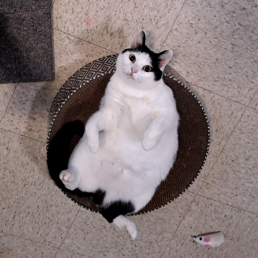 Enlarge Rain, a Adoptable Domestic Short Hair in Simpsonville, SC image 4/6