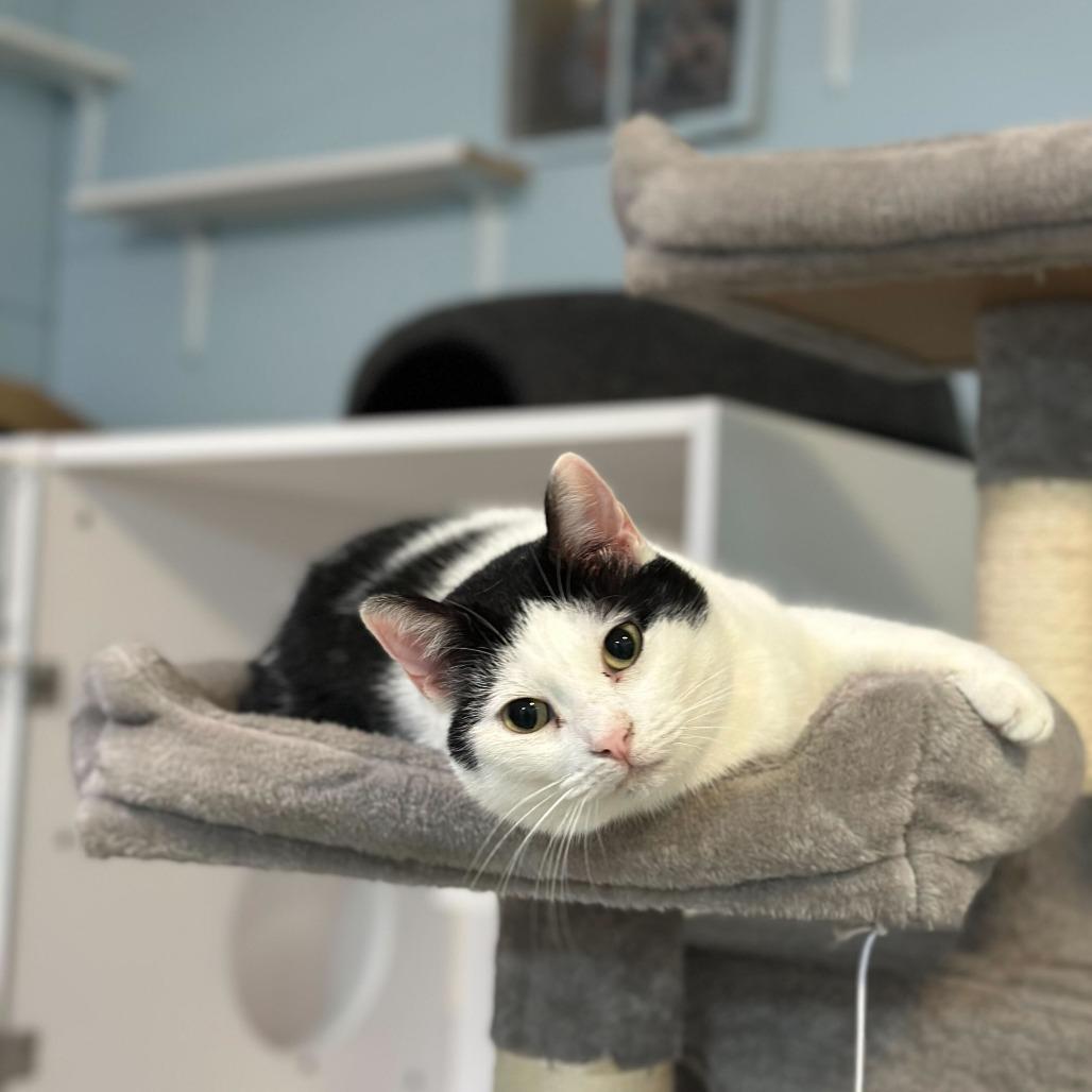 Enlarge Rain, a Adoptable Domestic Short Hair in Simpsonville, SC image 5/6