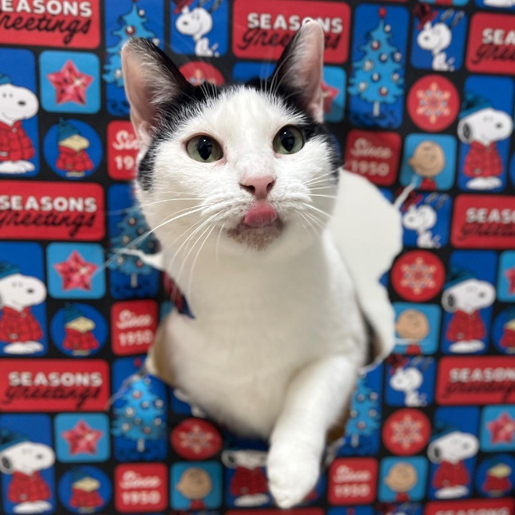 Rain, a Adoptable Domestic Short Hair in Simpsonville, SC image 6/6