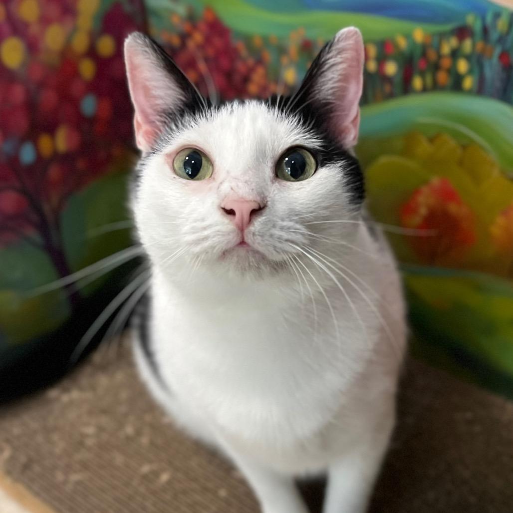 Rain, a Adoptable Domestic Short Hair in Simpsonville, SC image 4/4