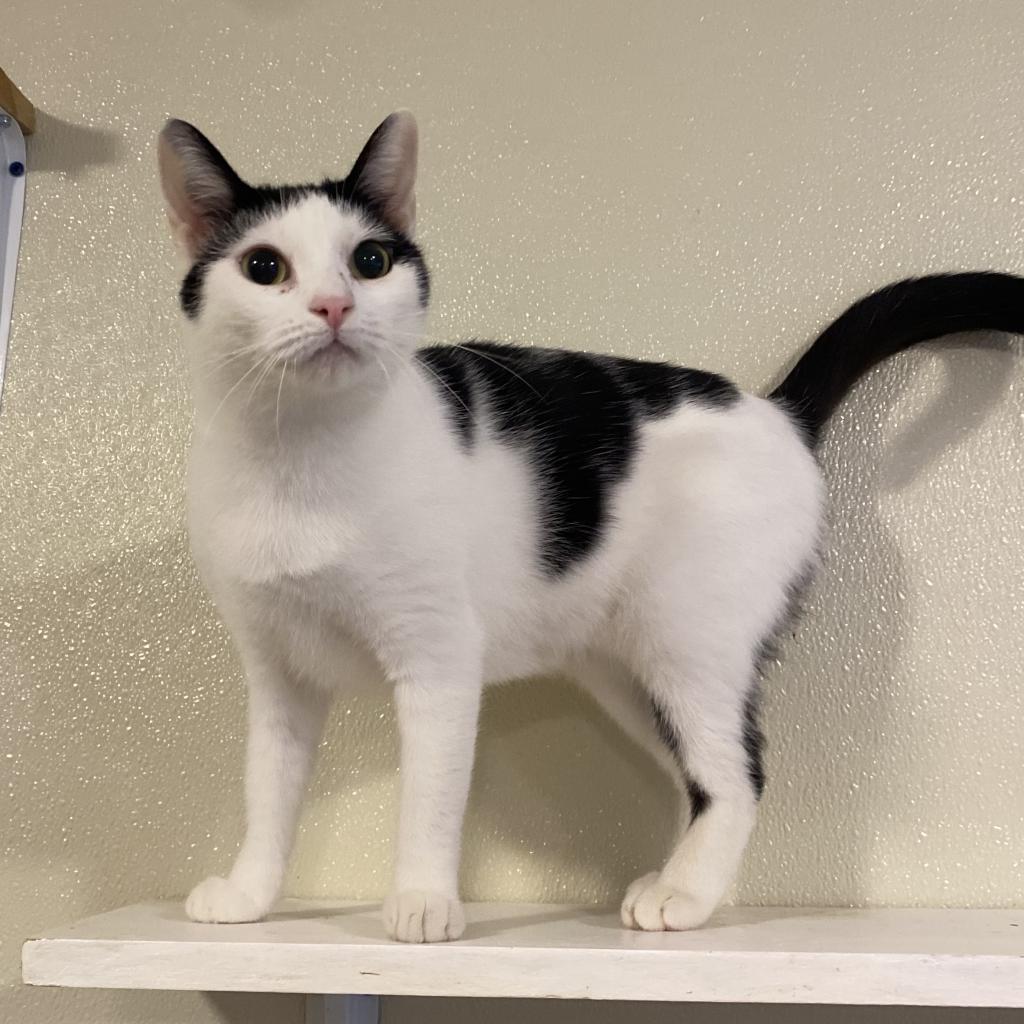 Enlarge Rain, a Adoptable Domestic Short Hair in Simpsonville, SC image 6/6