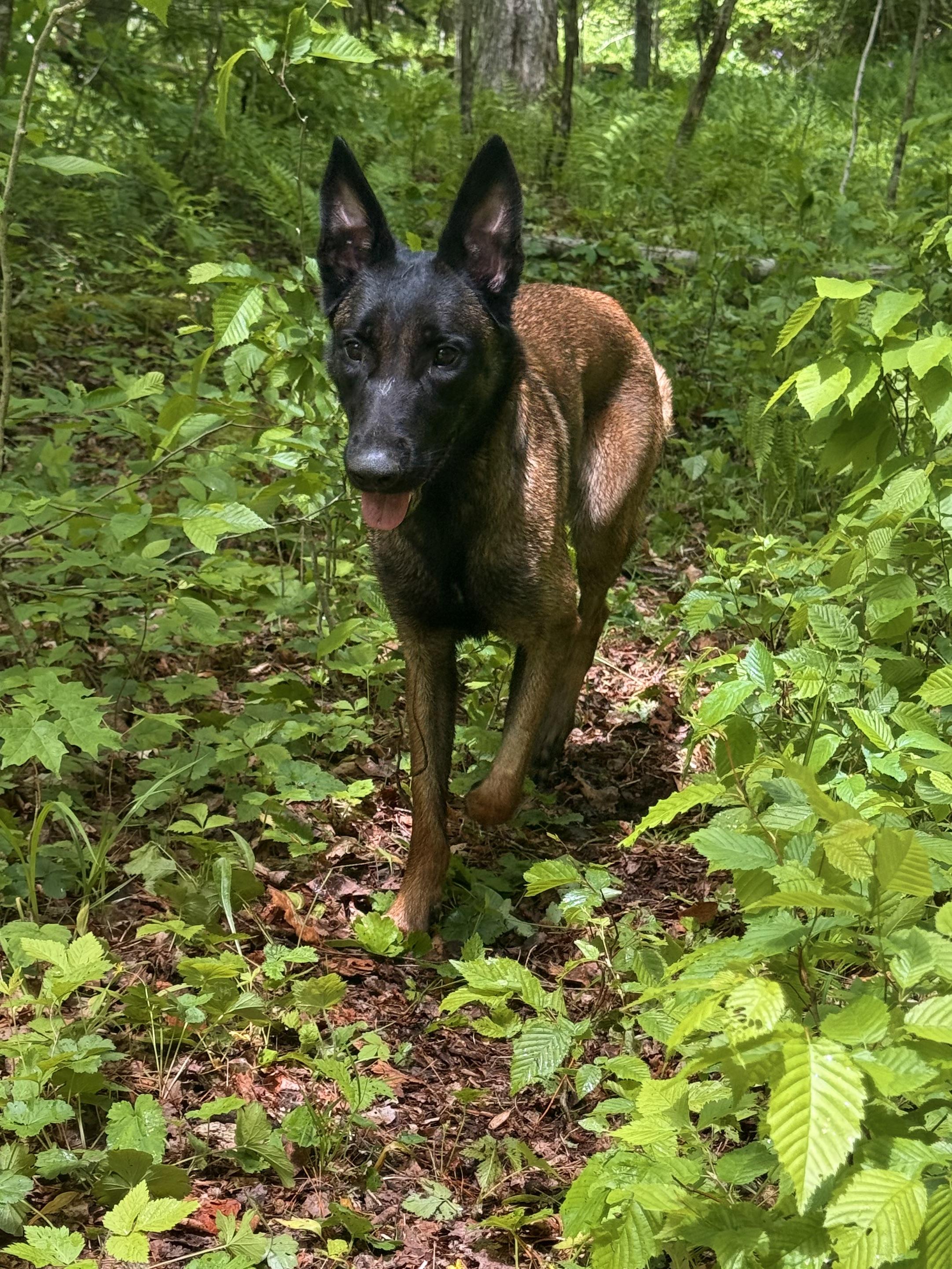 Aiyana, ADOPTABLE, Young Female Belgian Shepherd / Malinois.