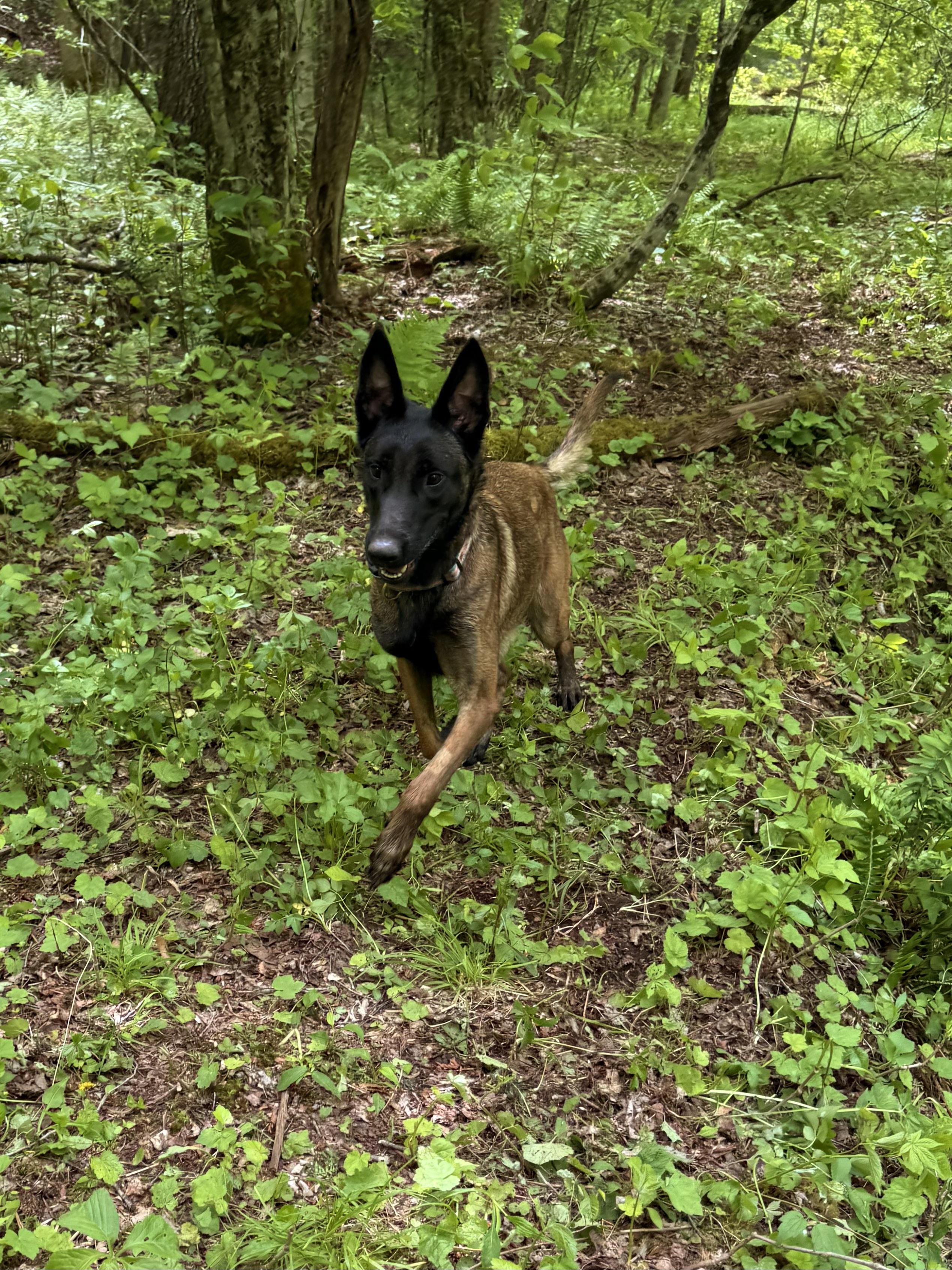 Aiyana, a ADOPTABLE Belgian Shepherd / Malinois in Milford, NY image 2/4