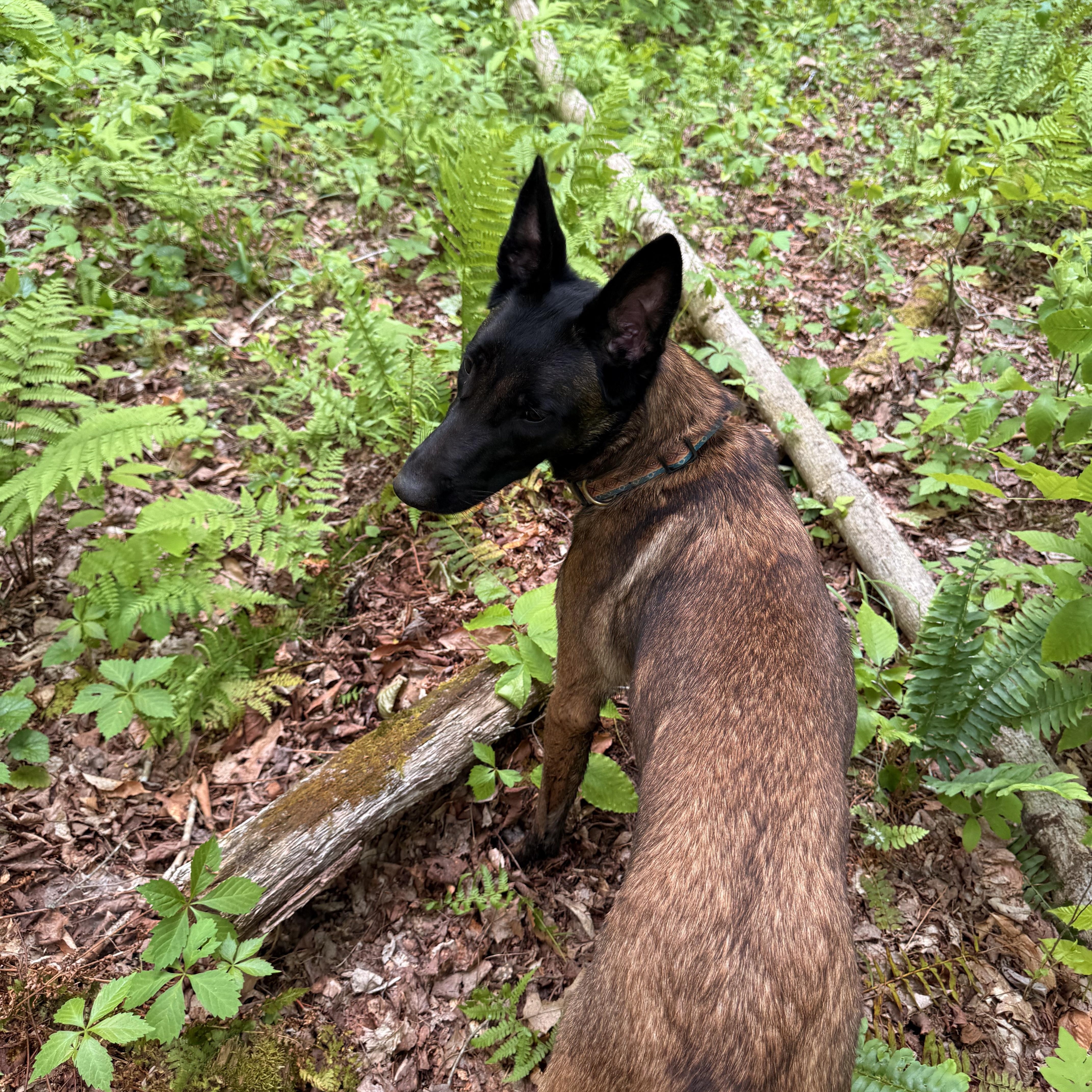 Aiyana, a ADOPTABLE Belgian Shepherd / Malinois in Milford, NY image 4/4