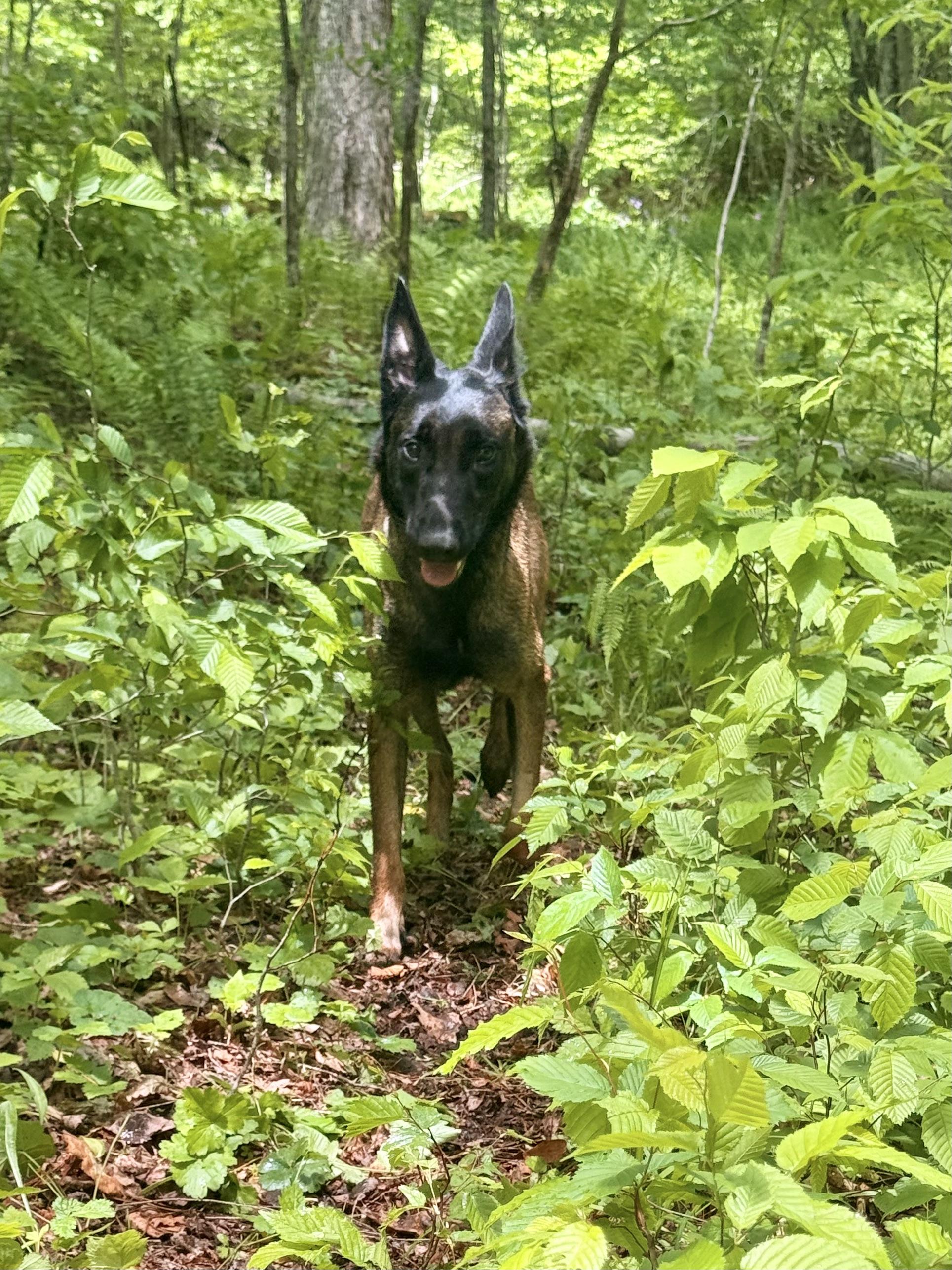 Aiyana, a ADOPTABLE Belgian Shepherd / Malinois in Milford, NY image 3/4