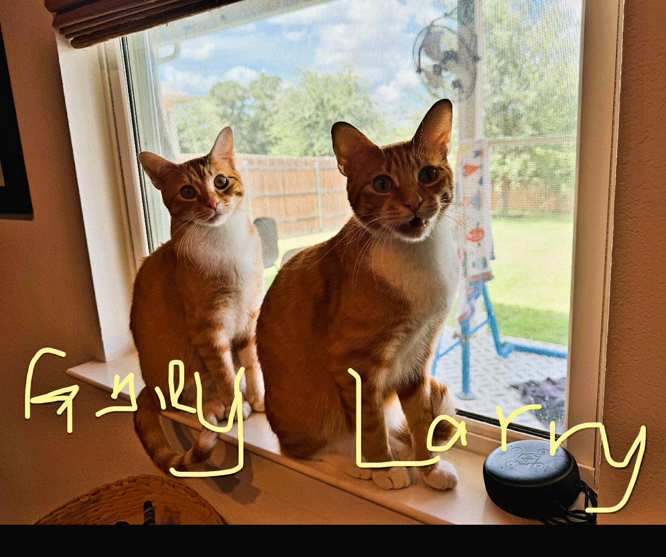 Enlarge Larry & Gary, a Adoptable Domestic Short Hair in Dripping Springs, TX image 1/3