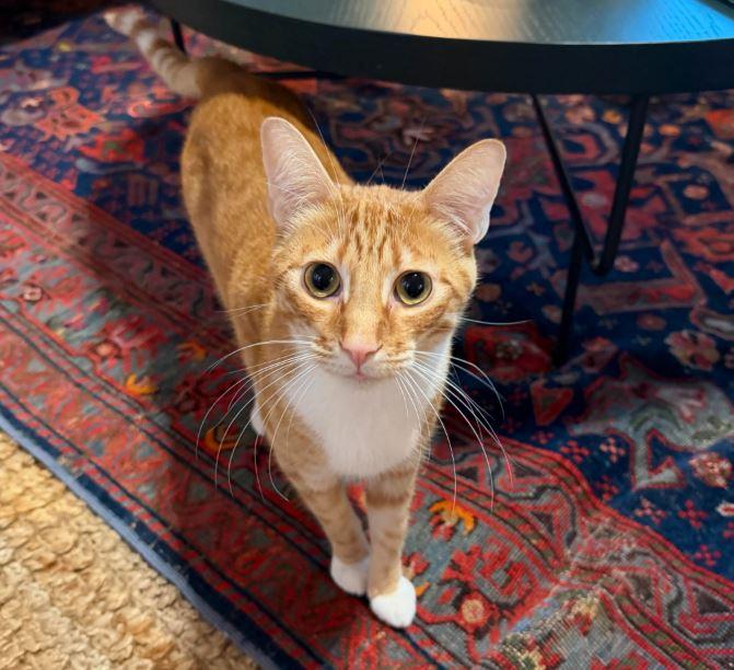 Enlarge Larry & Gary, a Adoptable Domestic Short Hair in Dripping Springs, TX image 2/3