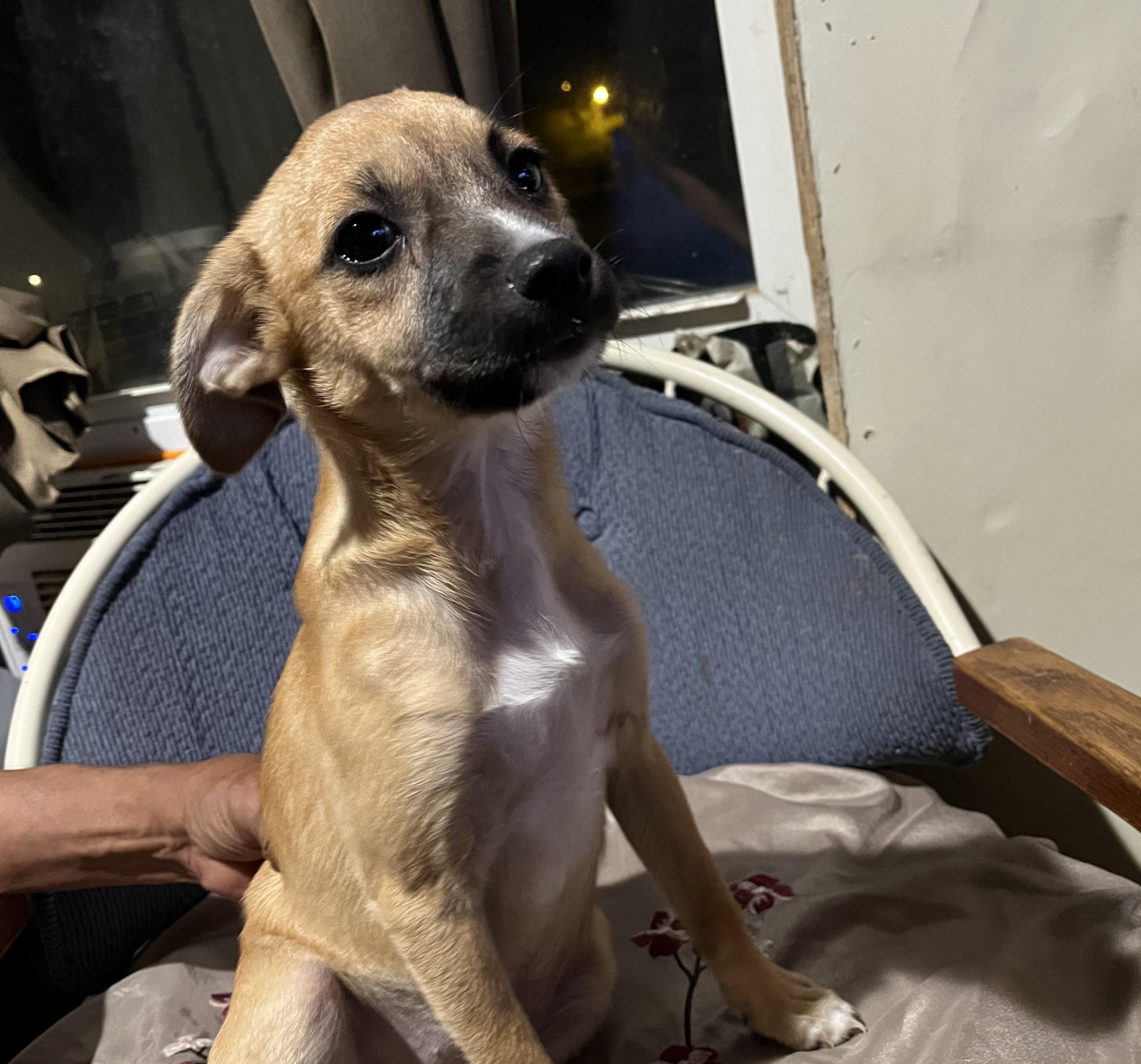 Enlarge Sylvia, a Adoptable mixed breed in Wilmington, DE image 3/4