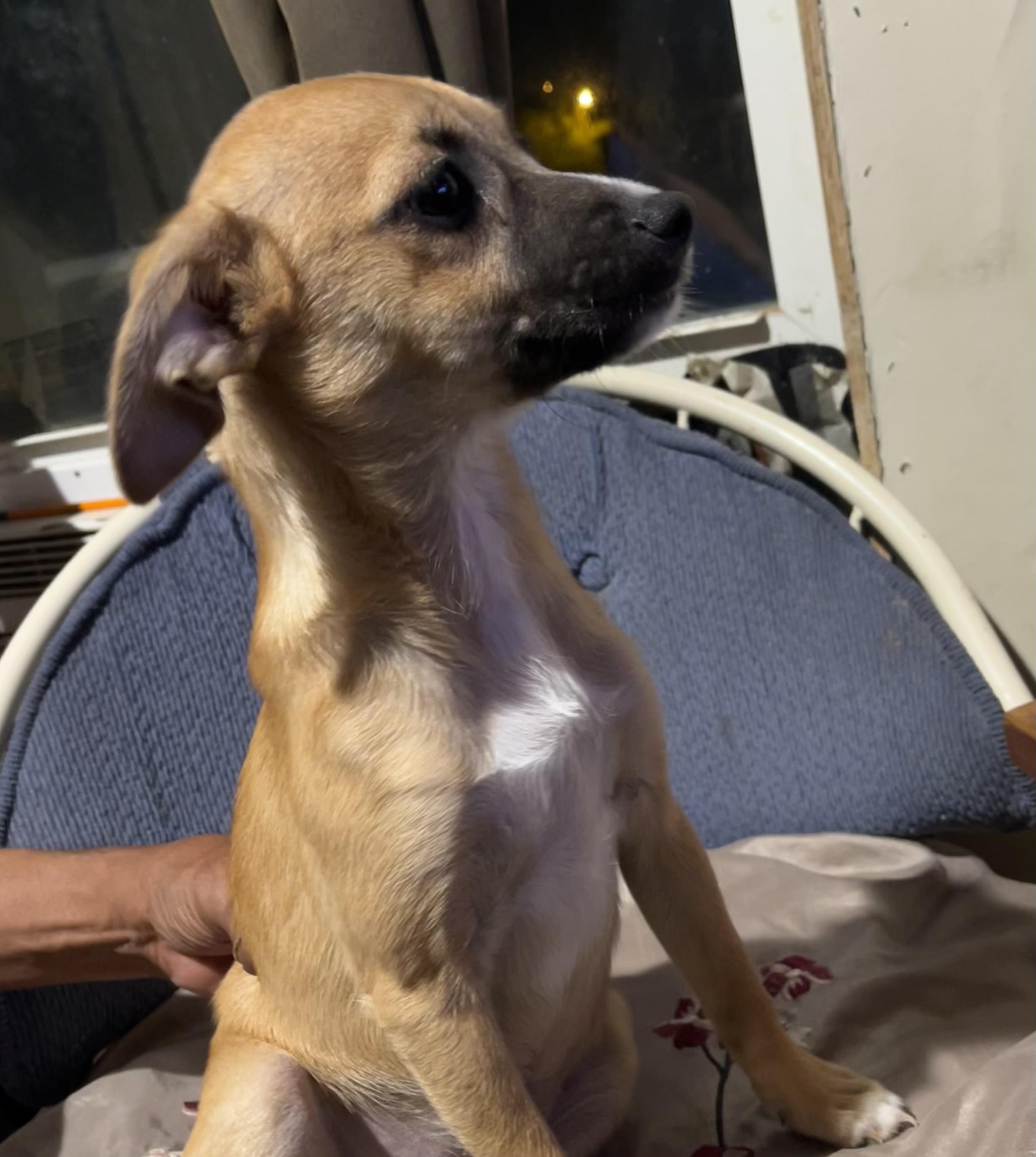Enlarge Sylvia, a Adoptable mixed breed in Wilmington, DE image 2/4