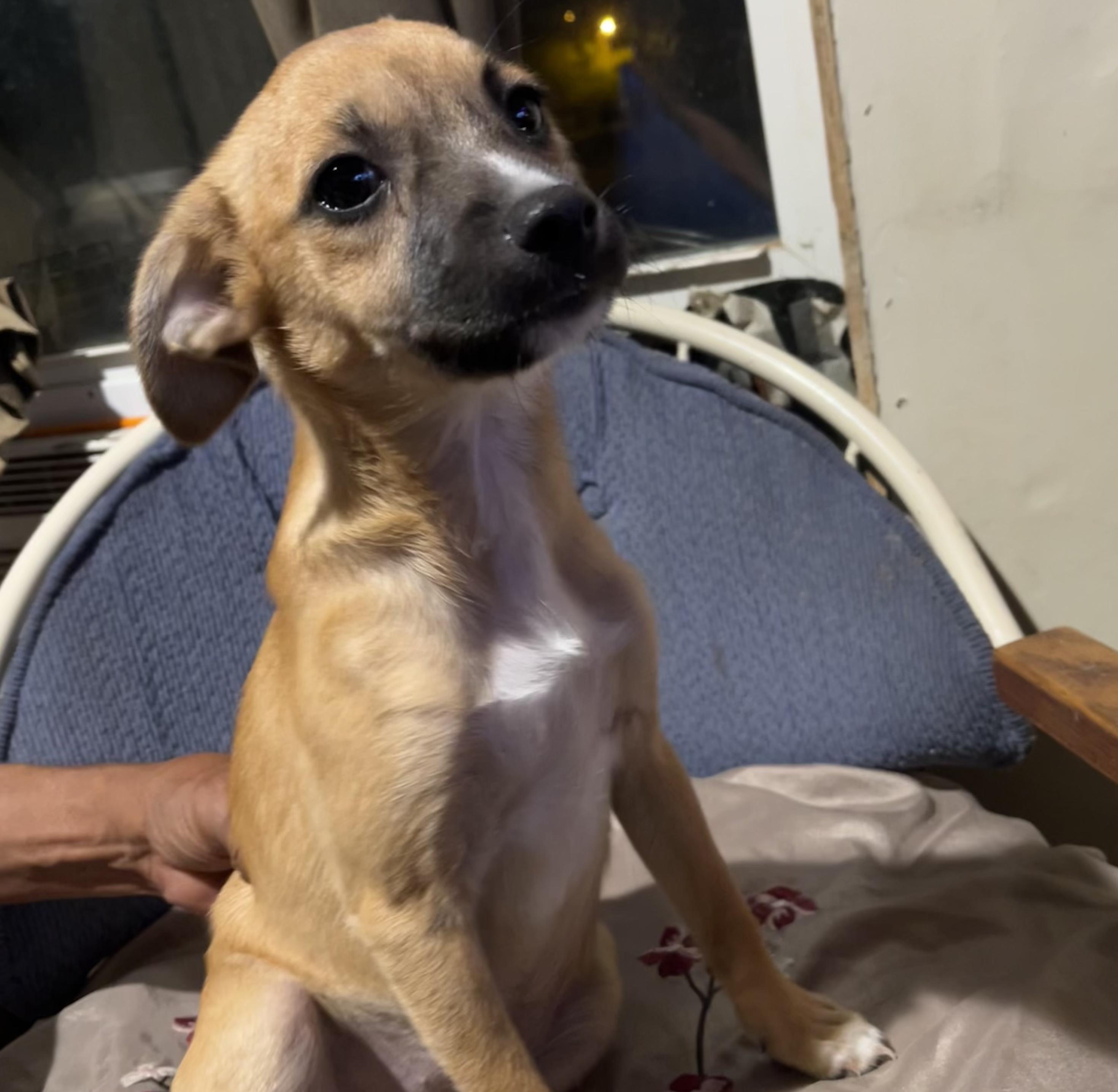 Enlarge Sylvia, a Adoptable mixed breed in Wilmington, DE image 4/4