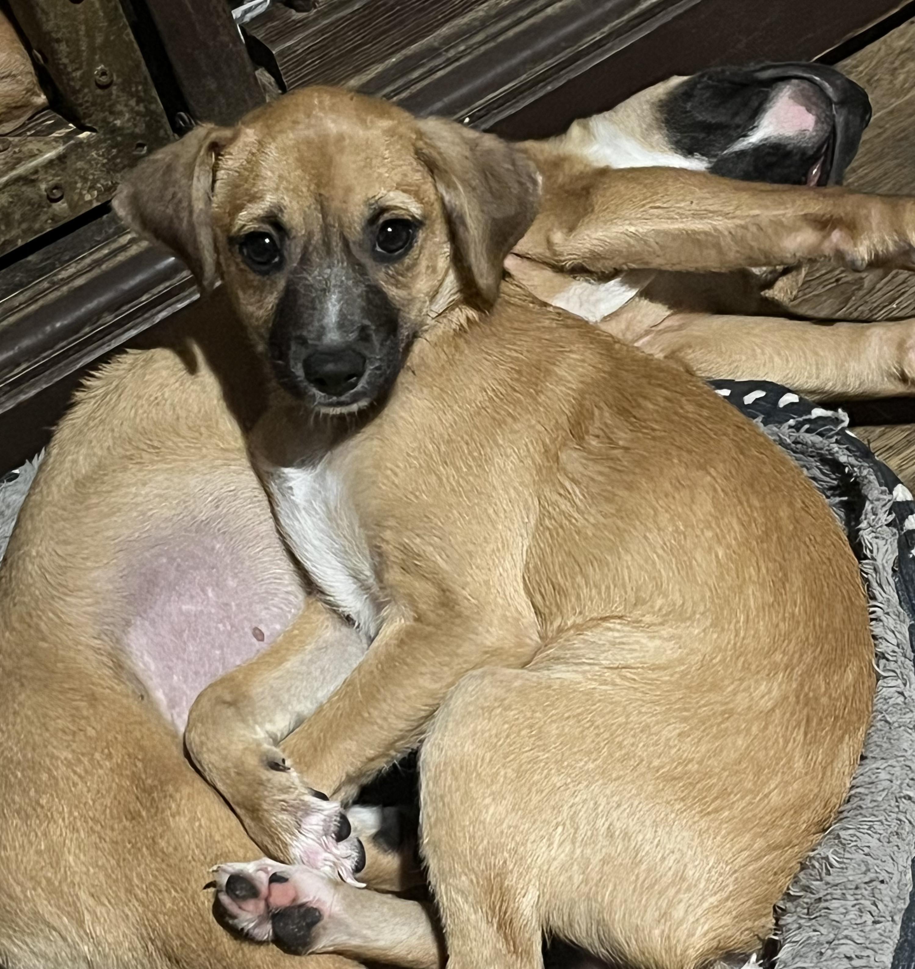 Enlarge Sylvia, a Adoptable mixed breed in Wilmington, DE image 1/4