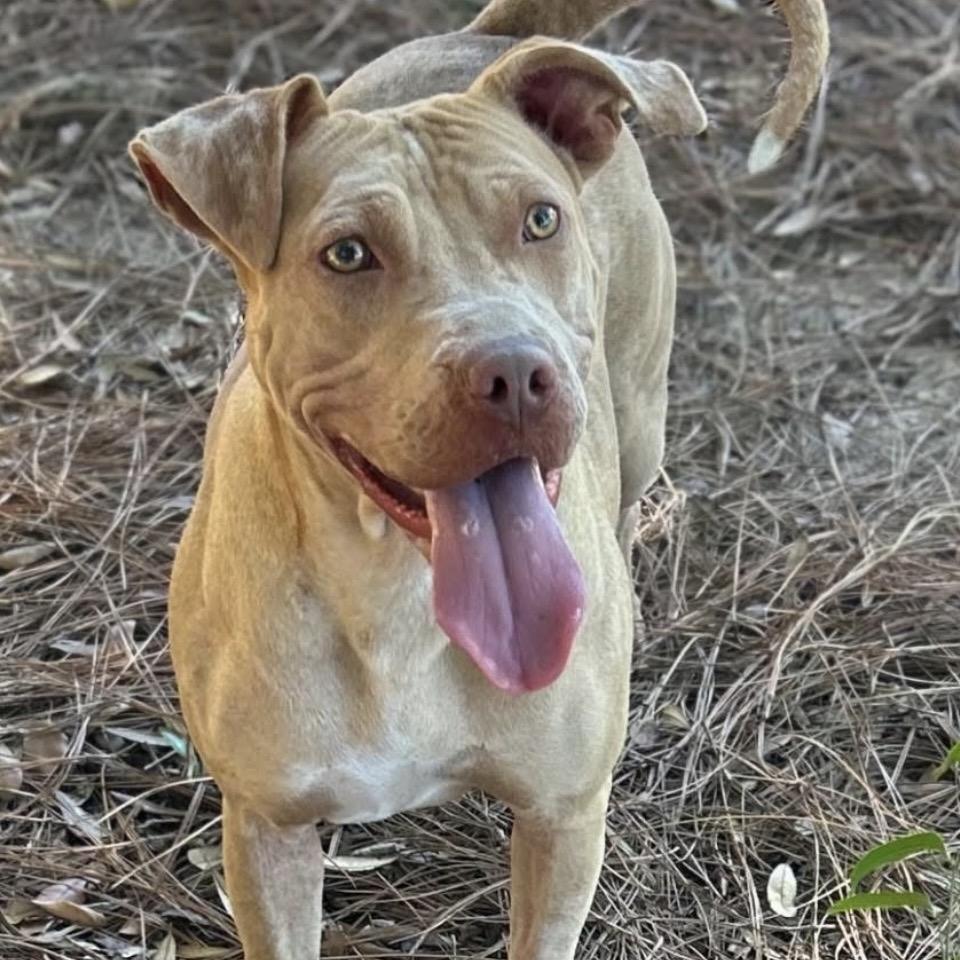Ashley, a Adoptable Mixed Breed in Milton, FL image 1/6