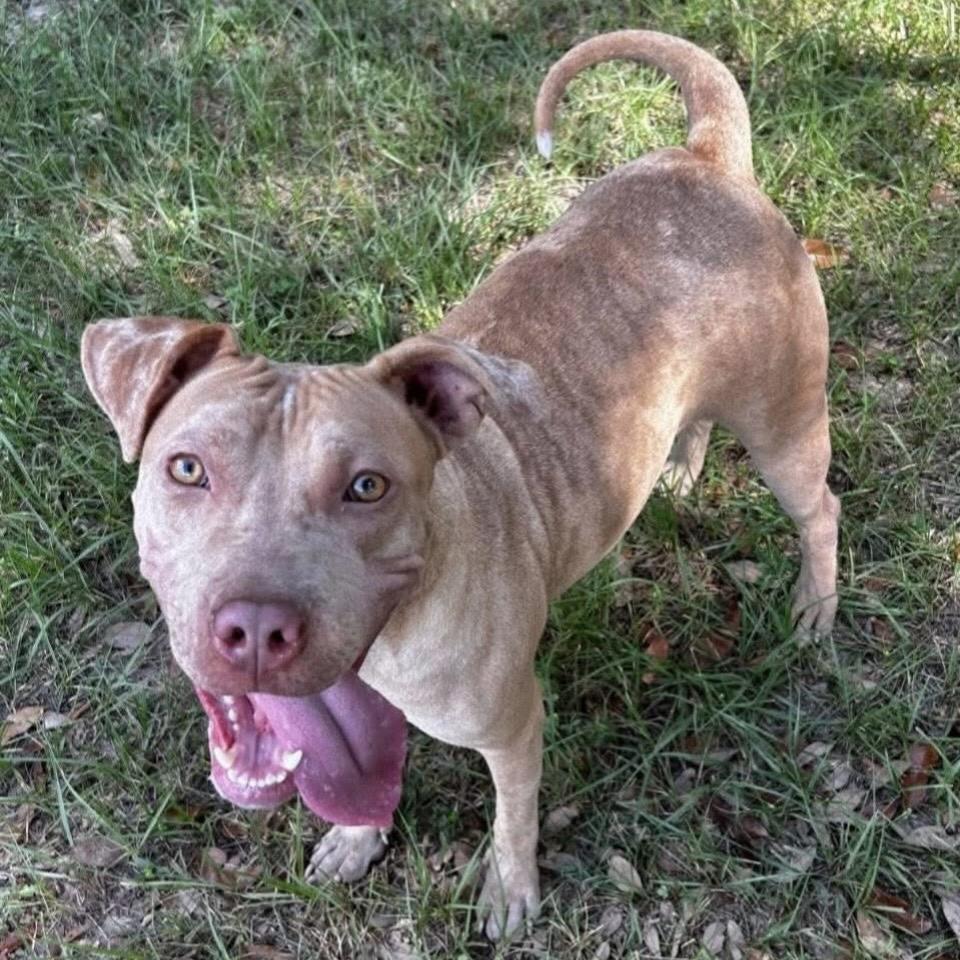 Ashley, a Adoptable Mixed Breed in Milton, FL image 2/6