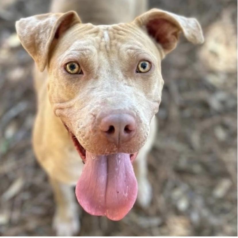 Enlarge Ashley, a Adoptable Mixed Breed in Milton, FL image 2/3