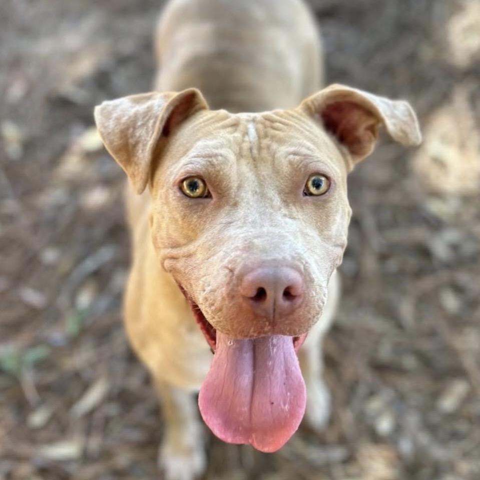 Ashley, a Adoptable Mixed Breed in Milton, FL image 3/6