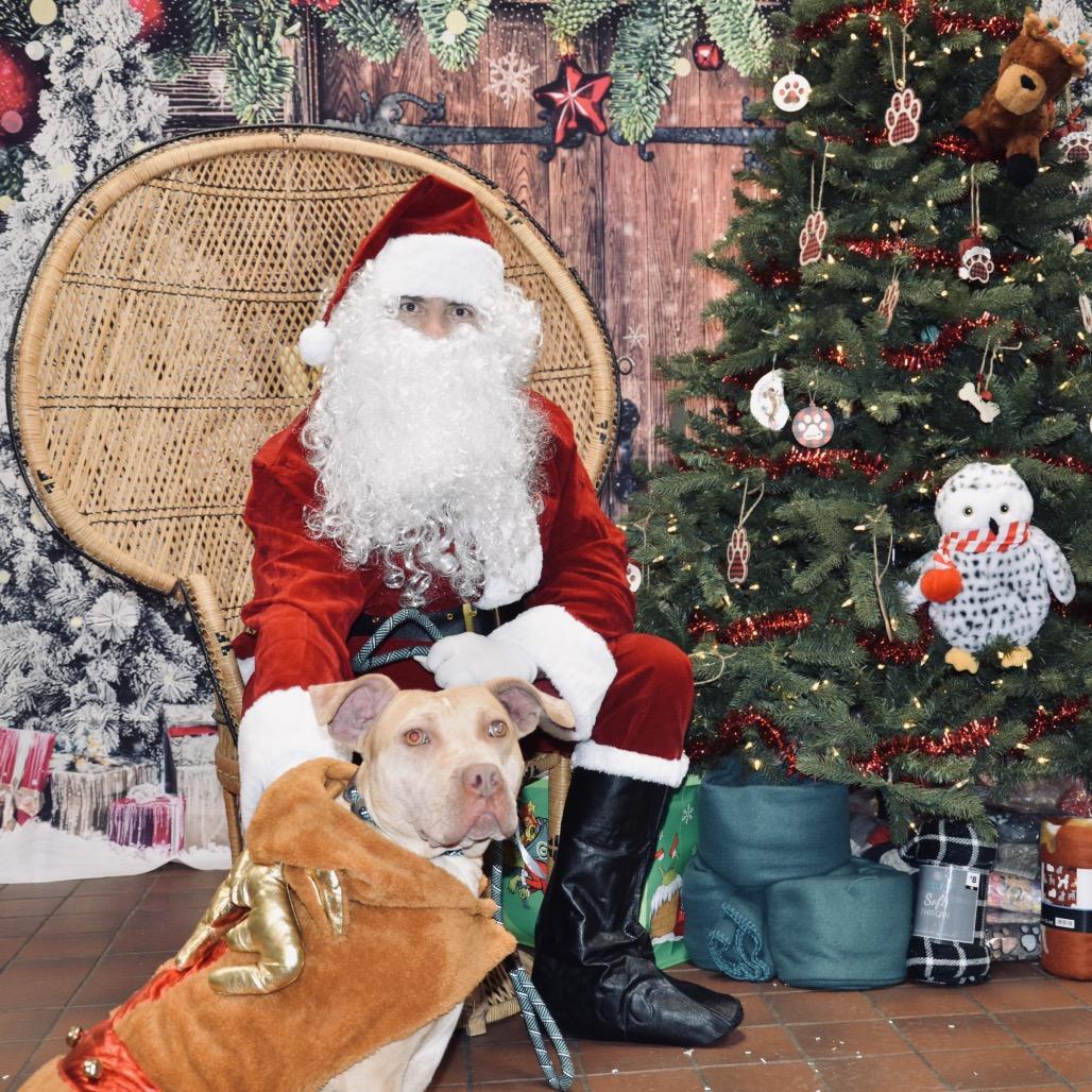 Ashley, a Adoptable Mixed Breed in Milton, FL image 4/6