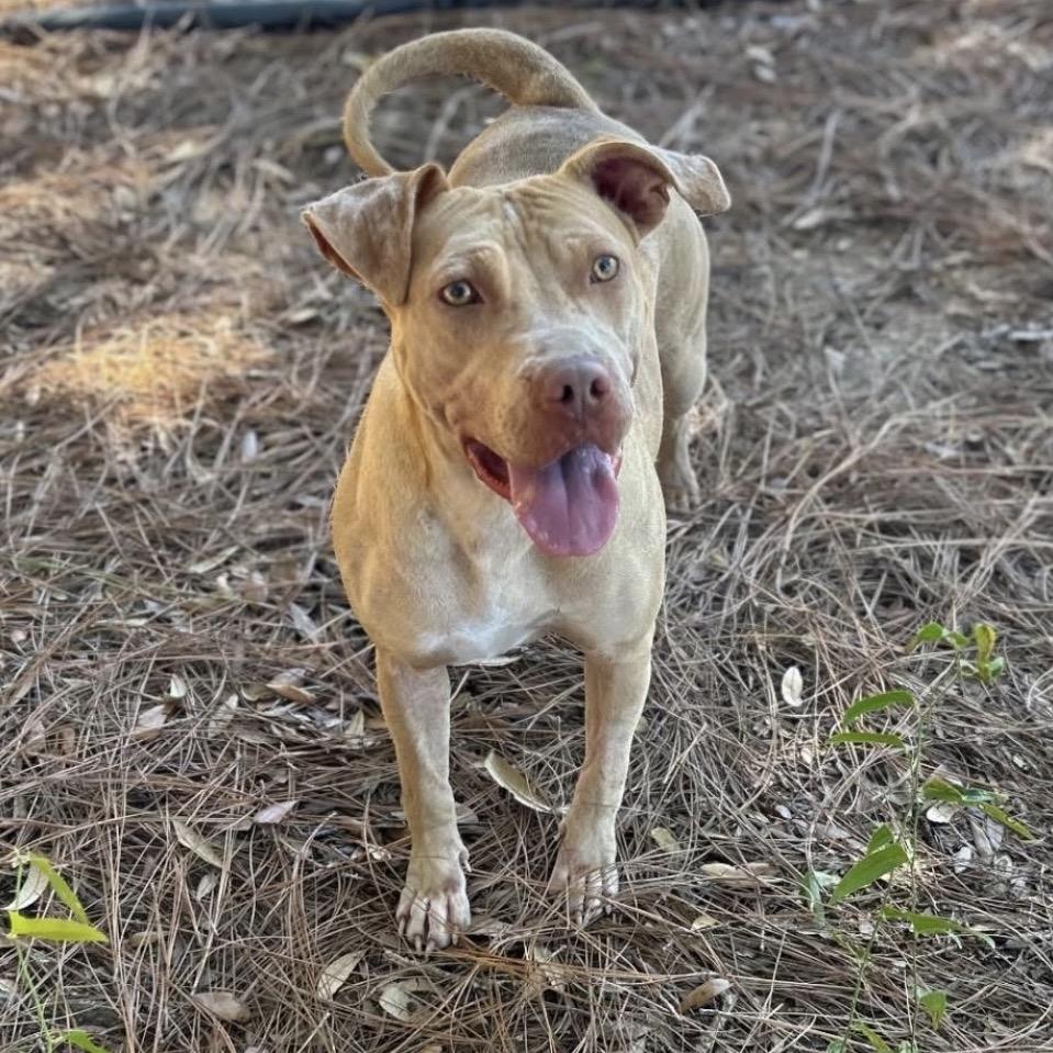 Ashley, a Adoptable Mixed Breed in Milton, FL image 5/6