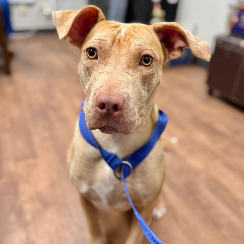 Ashley, a Adoptable Mixed Breed in Milton, FL image 6/6