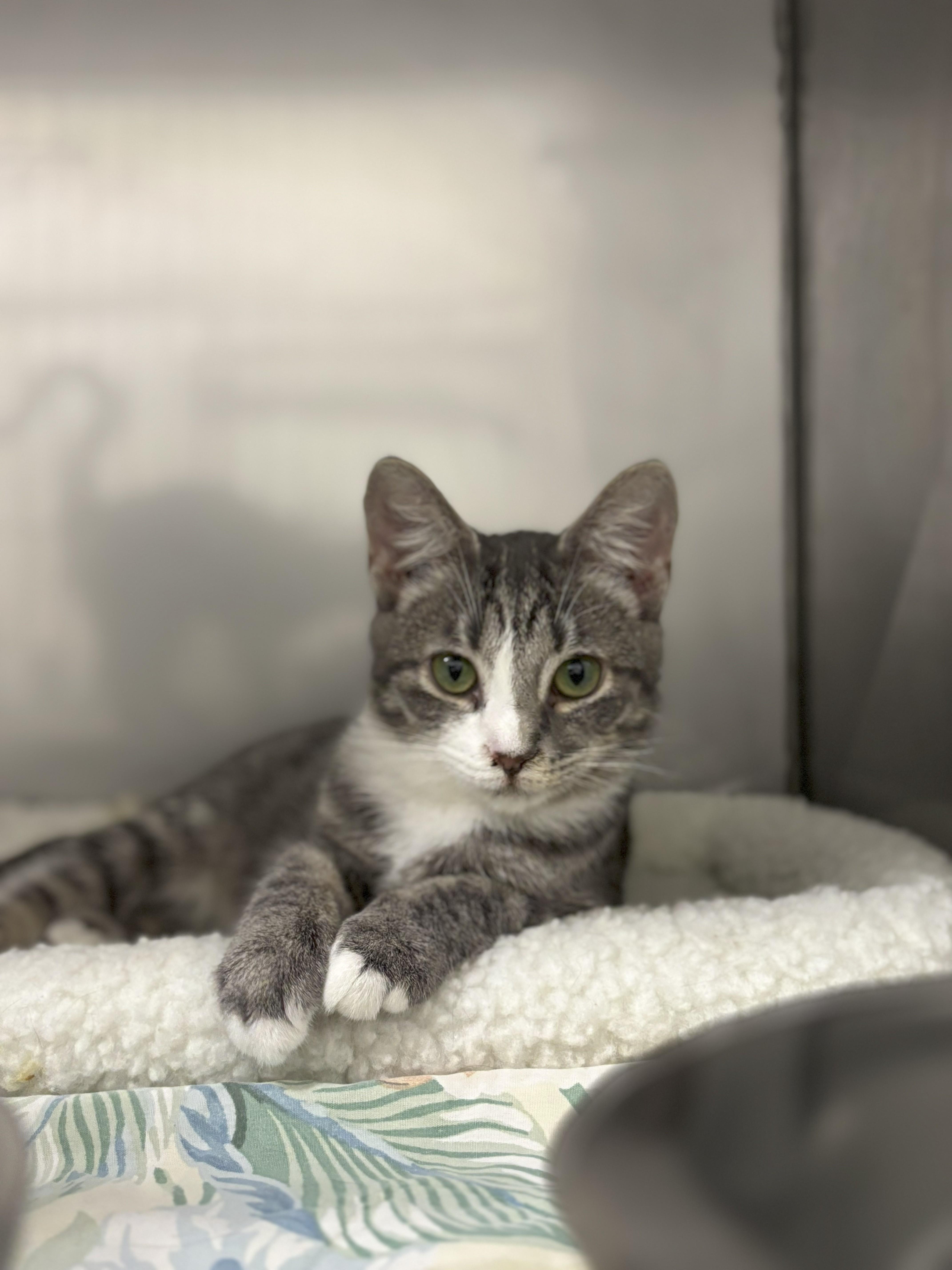 Enlarge Minnow, an adoptable mixed breed in Bedford, VA image 1/1