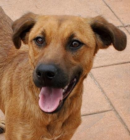 Enlarge Zelda, a Adoptable mixed breed in Shreveport, LA image 1/2