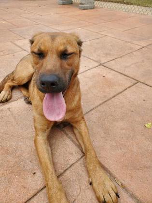 Enlarge Zelda, a Adoptable mixed breed in Shreveport, LA image 2/2