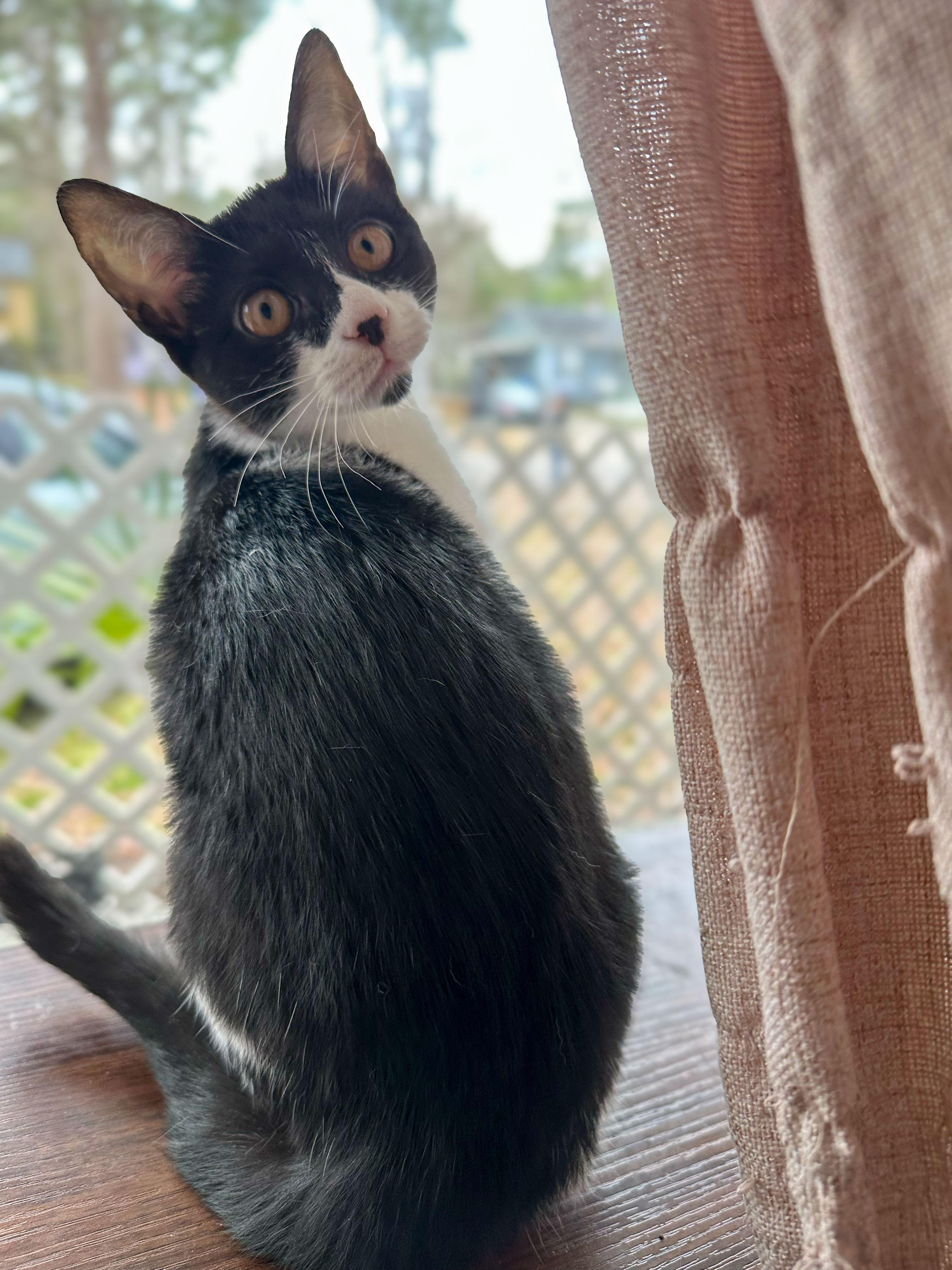 Marilyn — thumbnail 3