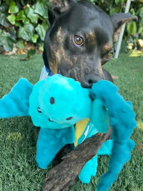 Enlarge Lil Man, a ADOPTABLE mixed breed in vallejo, CA image 4/6