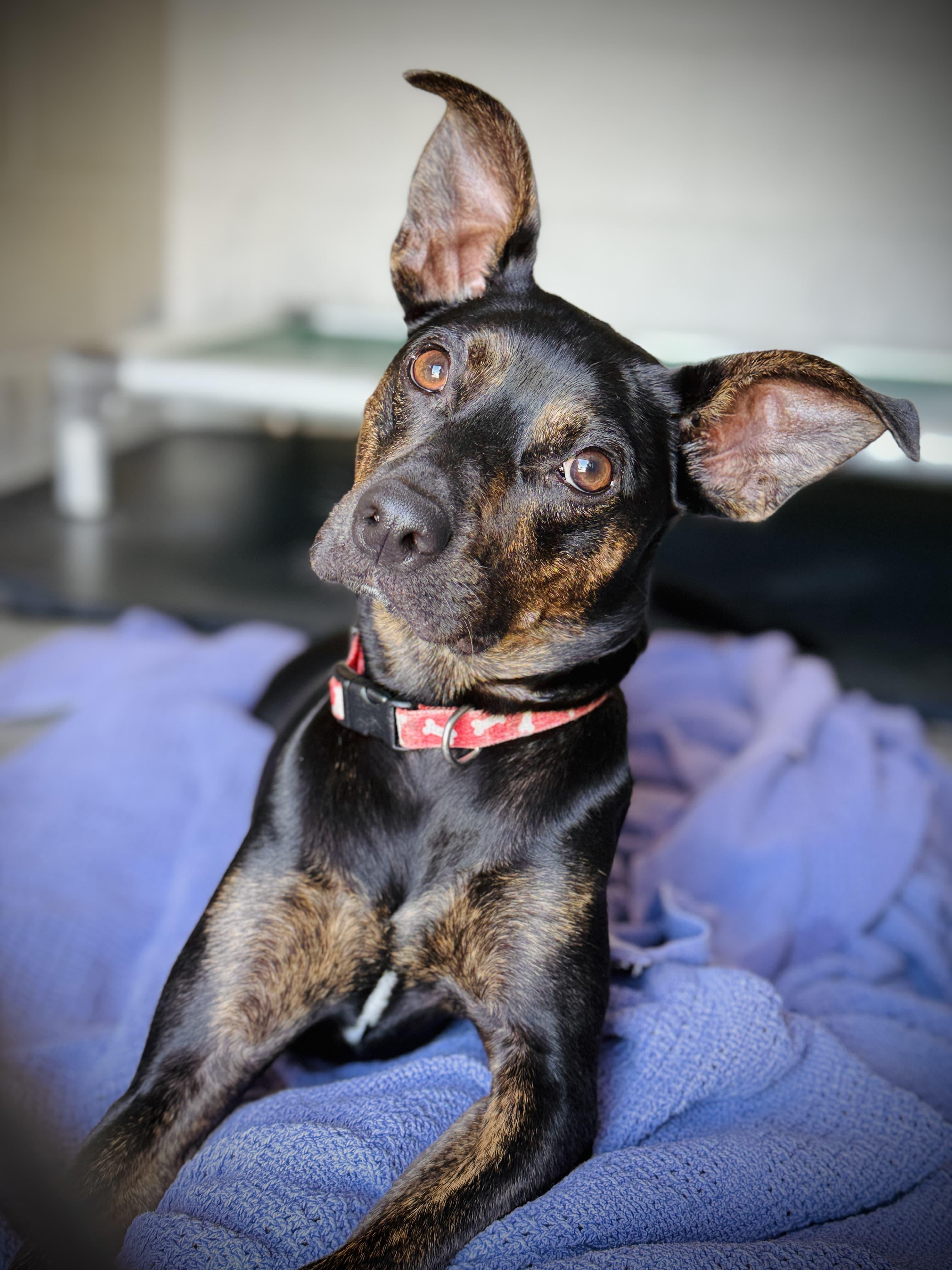 Enlarge Lil Man, a ADOPTABLE mixed breed in vallejo, CA image 1/6