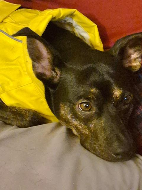 Enlarge Lil Man, a ADOPTABLE mixed breed in vallejo, CA image 3/6