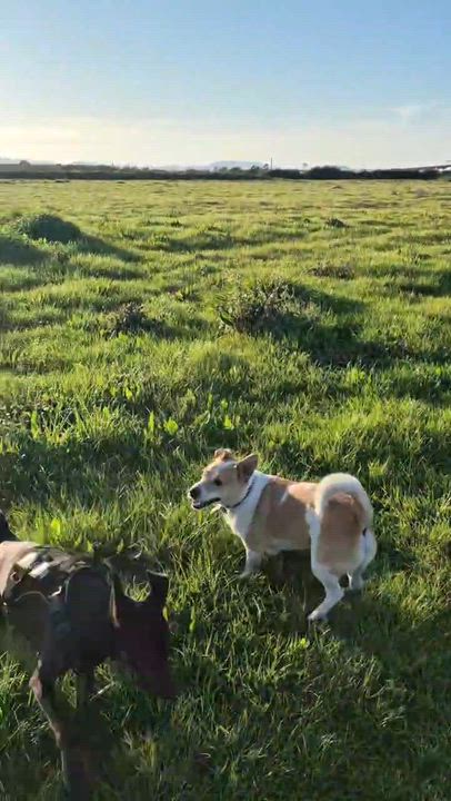 Enlarge Lil Man, a ADOPTABLE mixed breed in vallejo, CA video 5/6