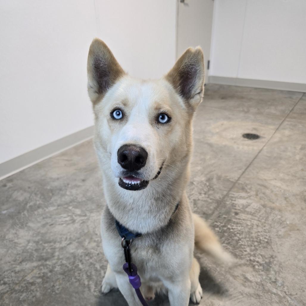 Enlarge Parker, a Adoptable mixed breed in Clearwater, FL image 1/5