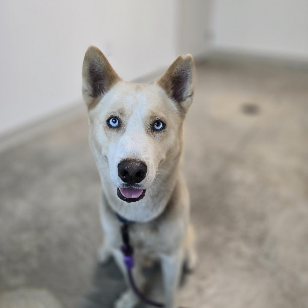 Enlarge Parker, a Adoptable mixed breed in Clearwater, FL image 2/5