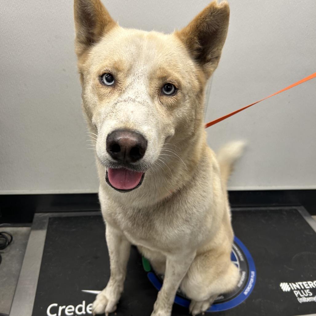 Enlarge Parker, a Adoptable mixed breed in Clearwater, FL image 3/5