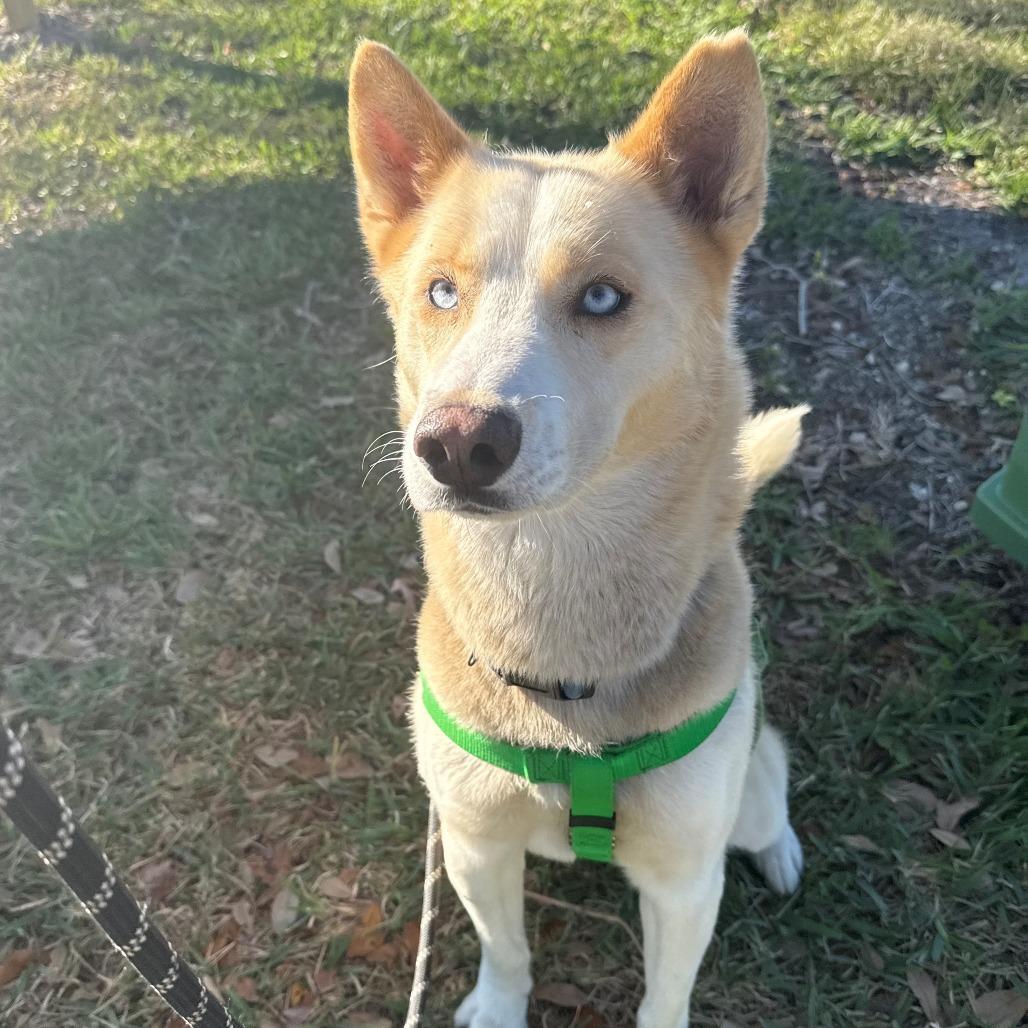 Enlarge Parker, a Adoptable mixed breed in Clearwater, FL image 4/5