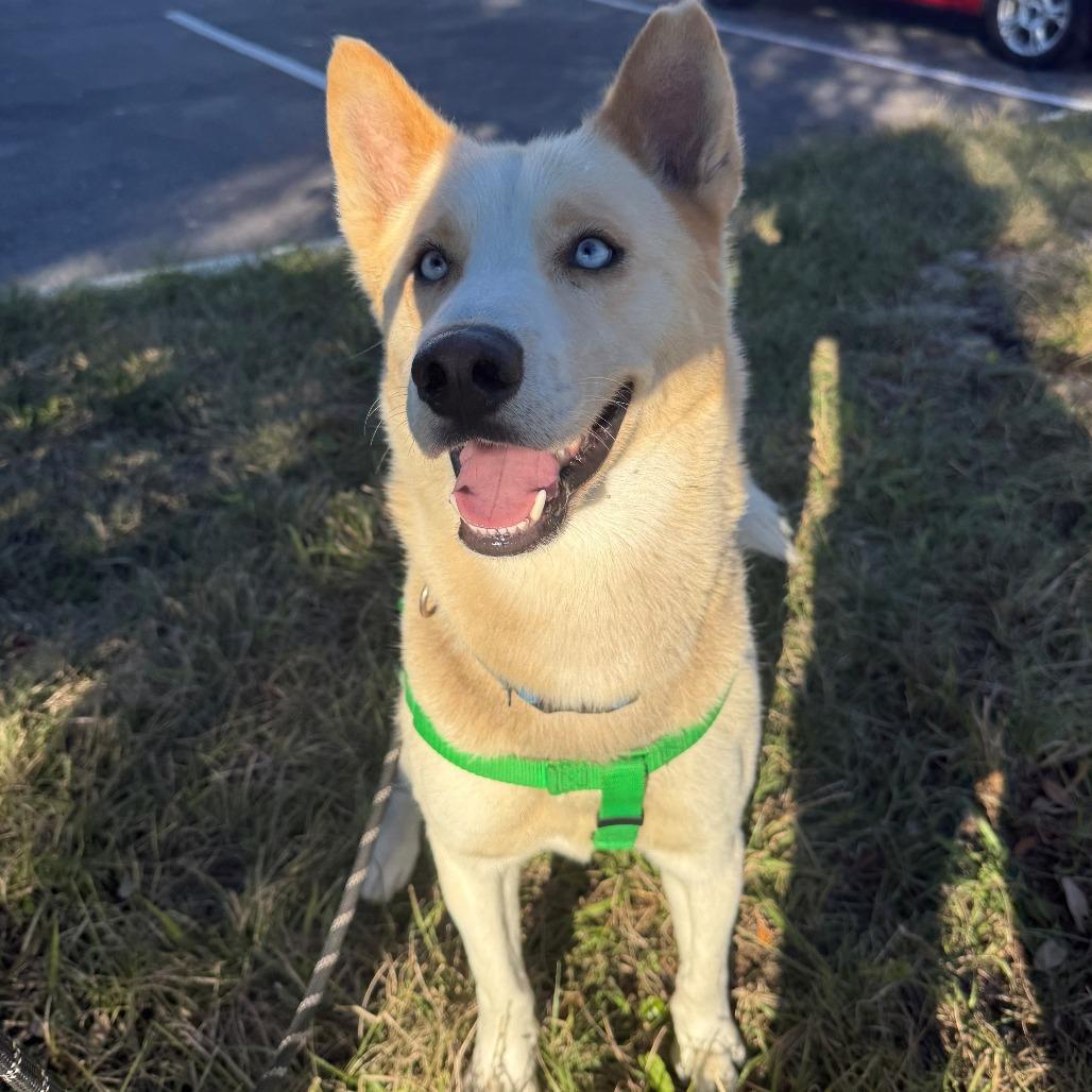 Enlarge Parker, a Adoptable mixed breed in Clearwater, FL image 5/5