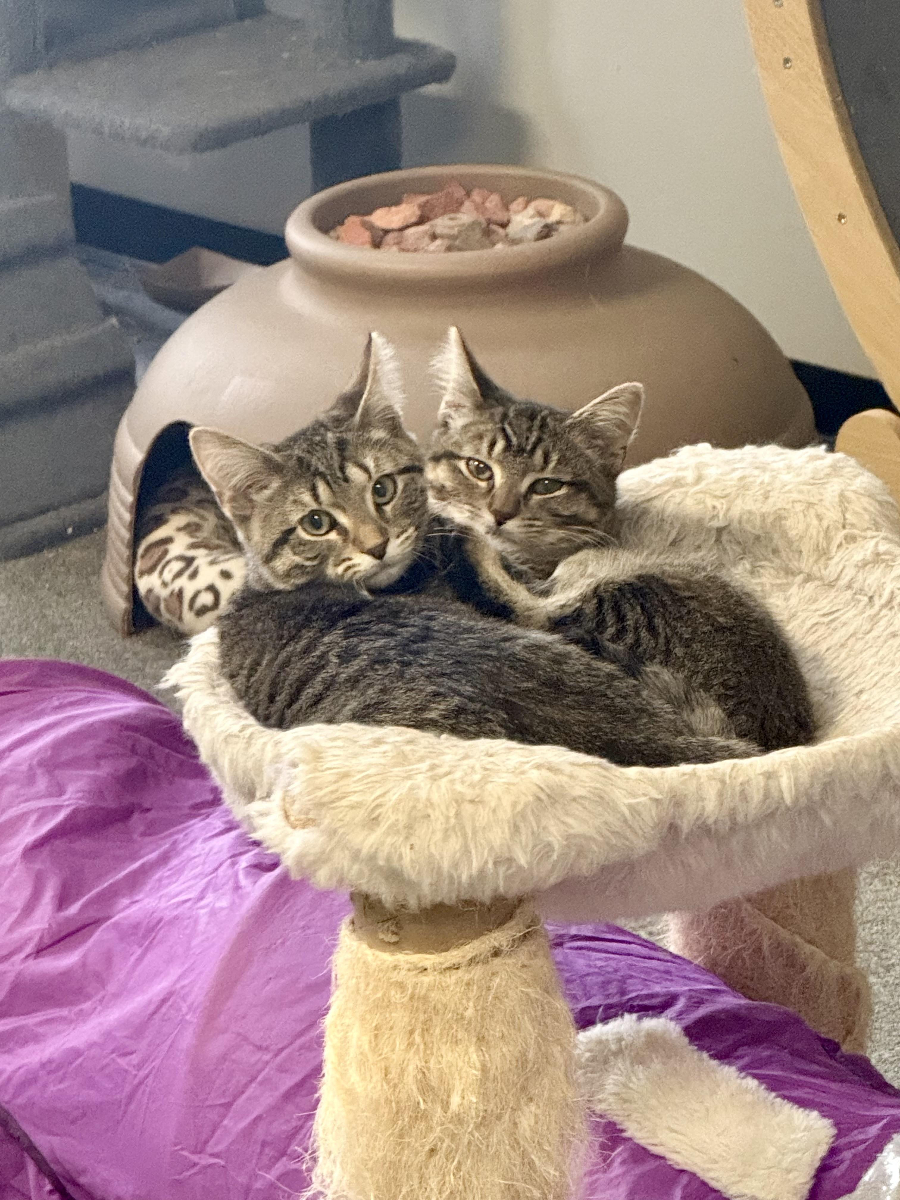 Enlarge Lilo and Stitch (Bonded pair), a Adoptable Domestic Short Hair in Oak Park, MI image 1/3