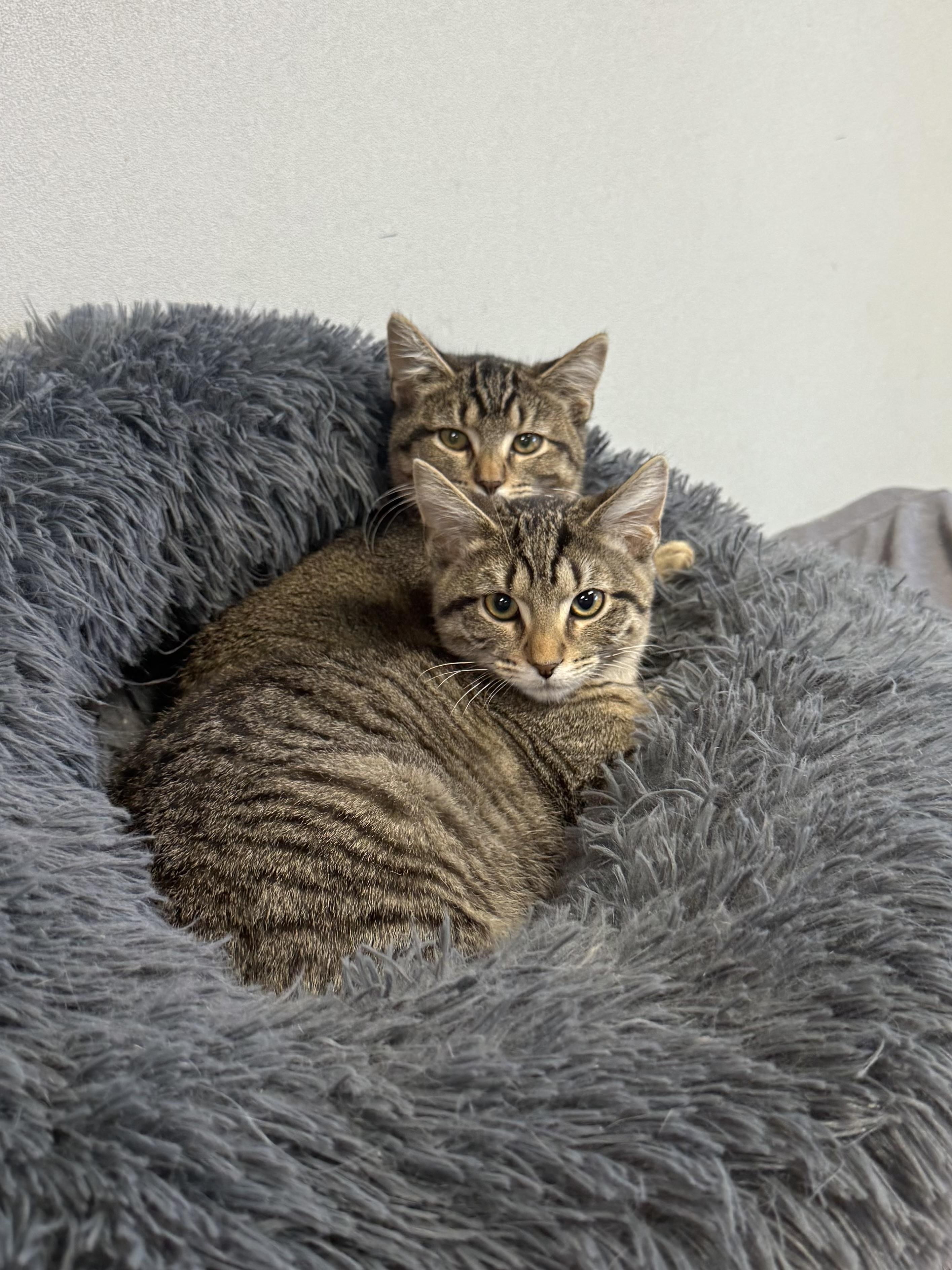 Enlarge Lilo and Stitch (Bonded pair), a Adoptable Domestic Short Hair in Oak Park, MI image 3/3
