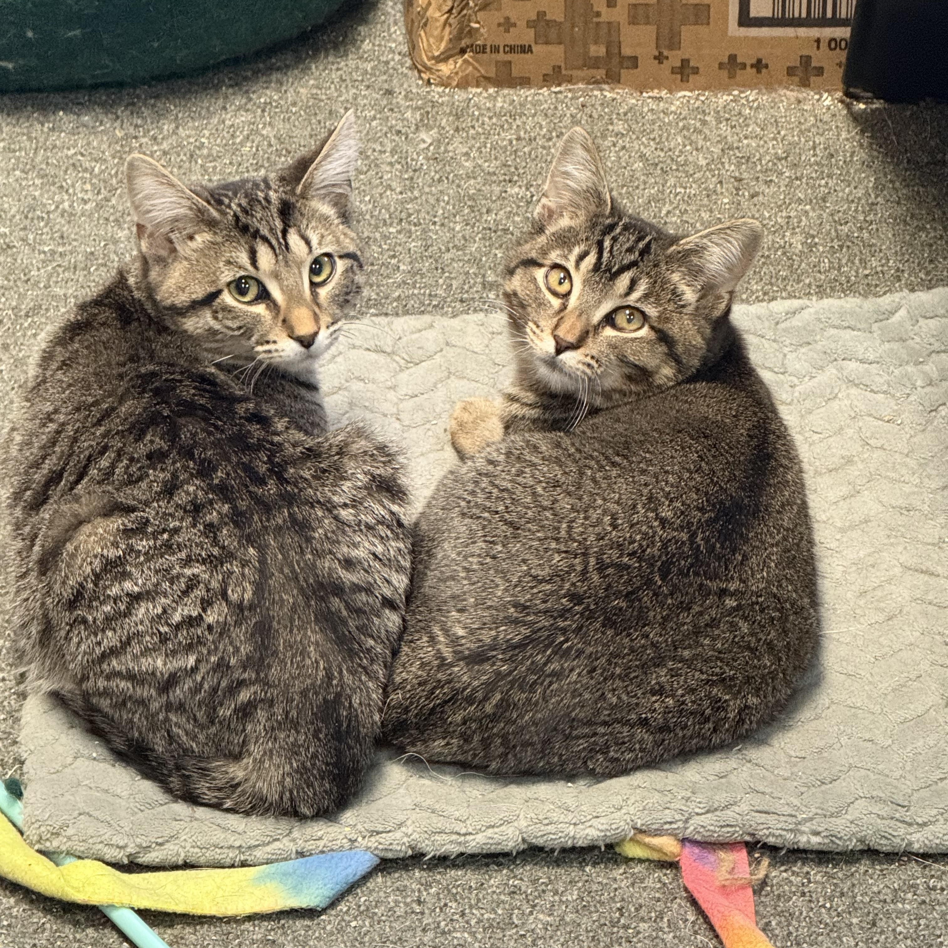 Enlarge Lilo and Stitch (Bonded pair), a Adoptable Domestic Short Hair in Oak Park, MI image 2/3