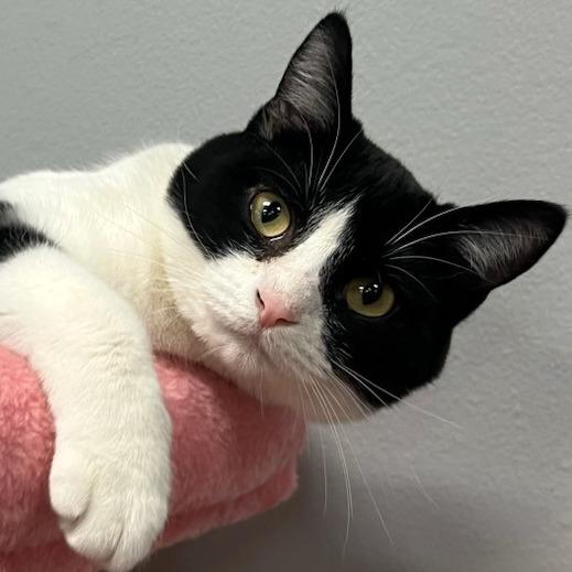 Deb, a Adoptable Domestic Short Hair in Shawnee, KS image 1/5